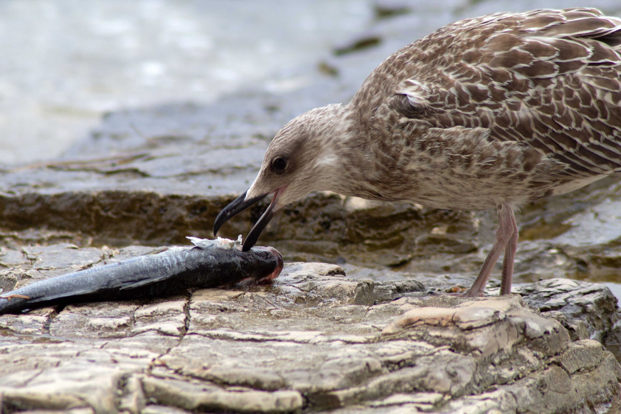Today I give a nice fish lunch!