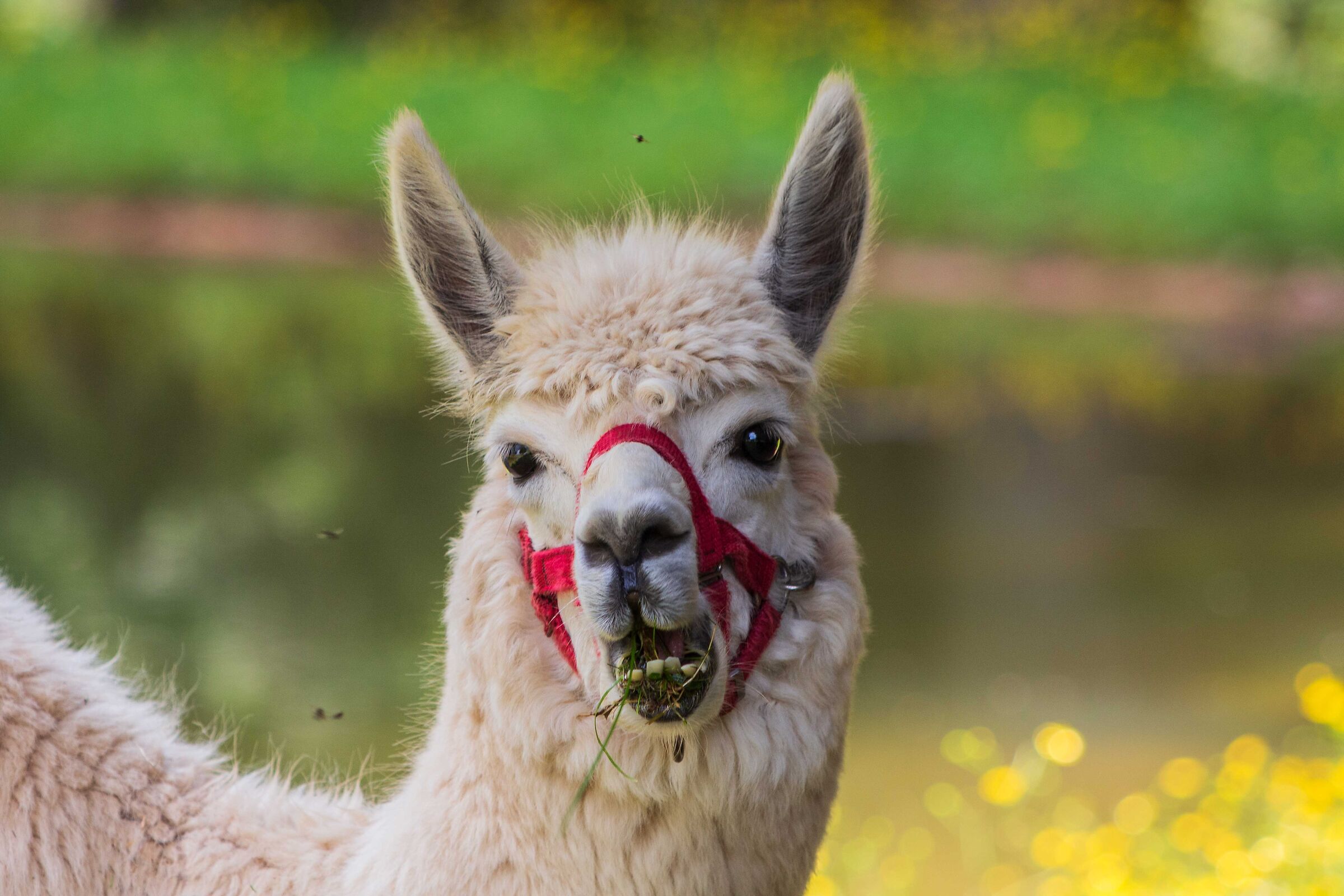 Dear alpacas, you don't talk with your mouth full!!!!