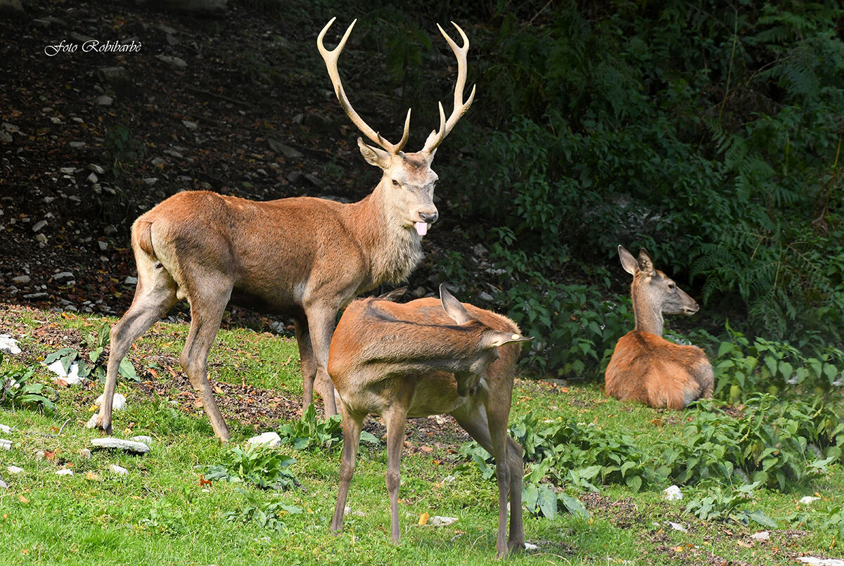 Cervi,,,scene di vita quotidiana...