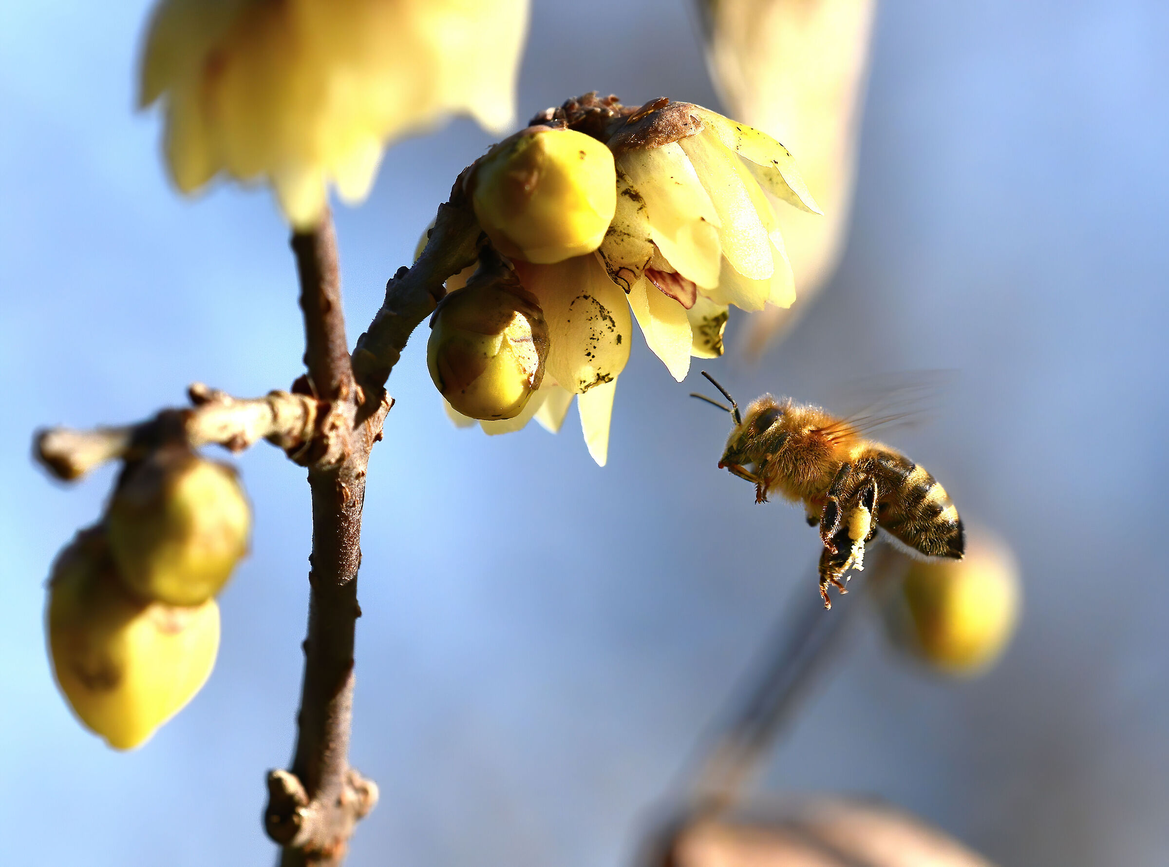 Bee