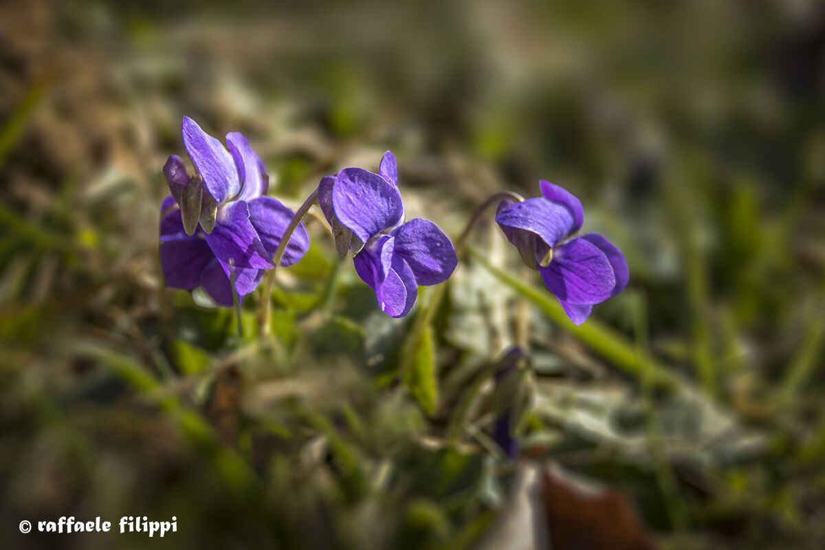 Violets