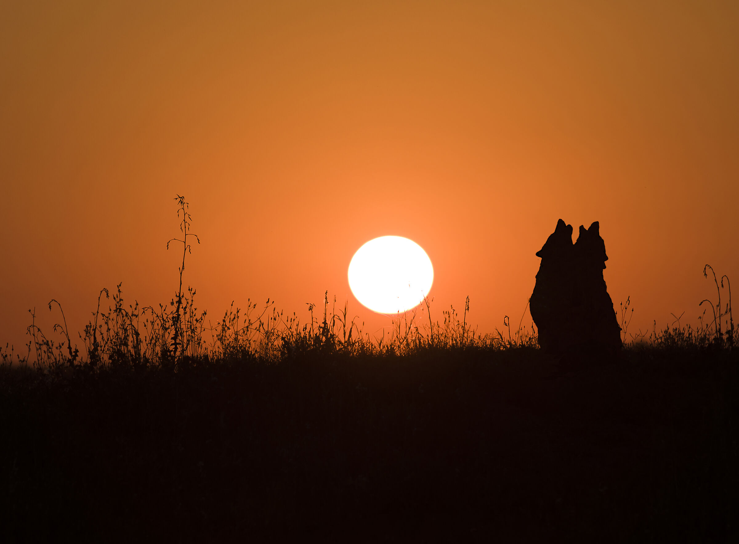 HUNGER CRY BLADE BALICE