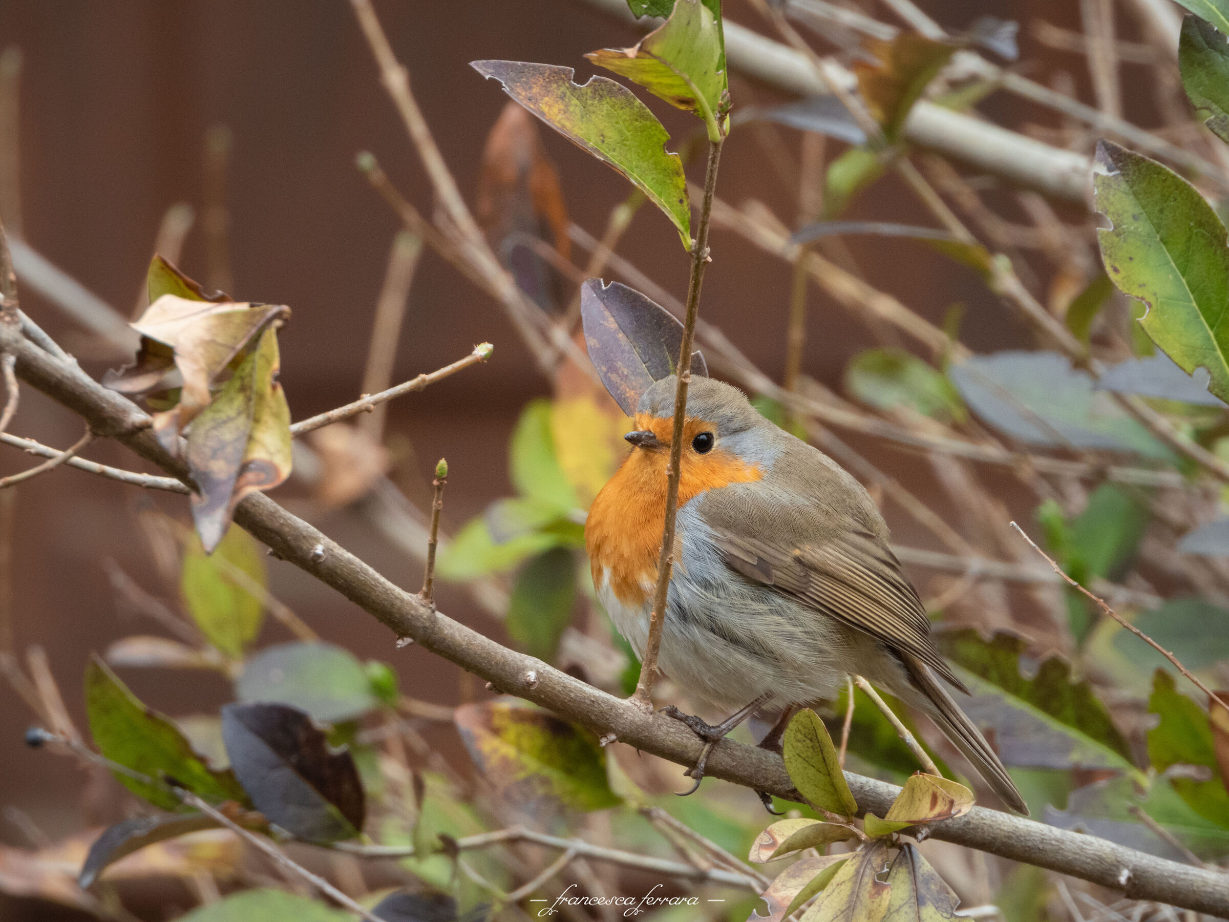 Pettirosso (Erithacus Rubecola)_14