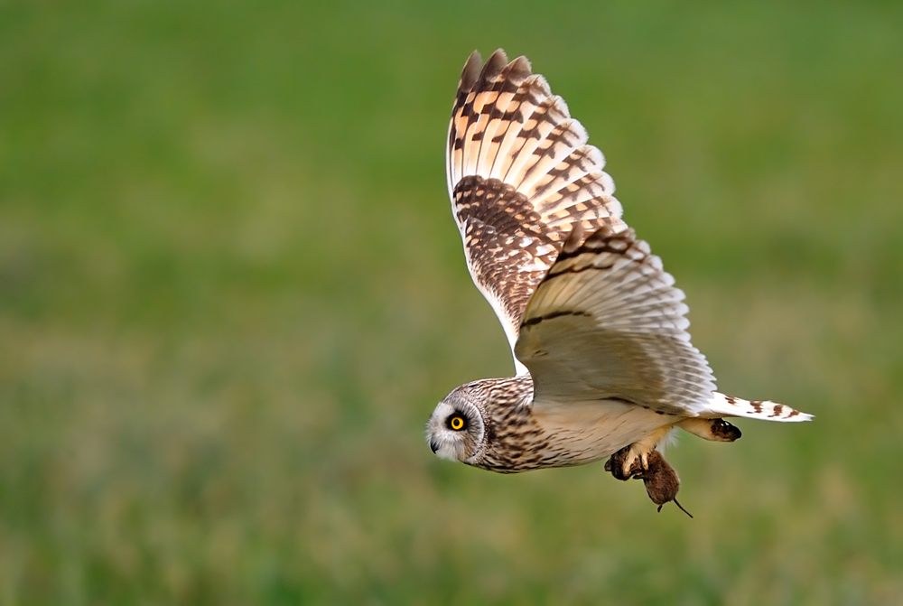 Il gufo e il topolino..