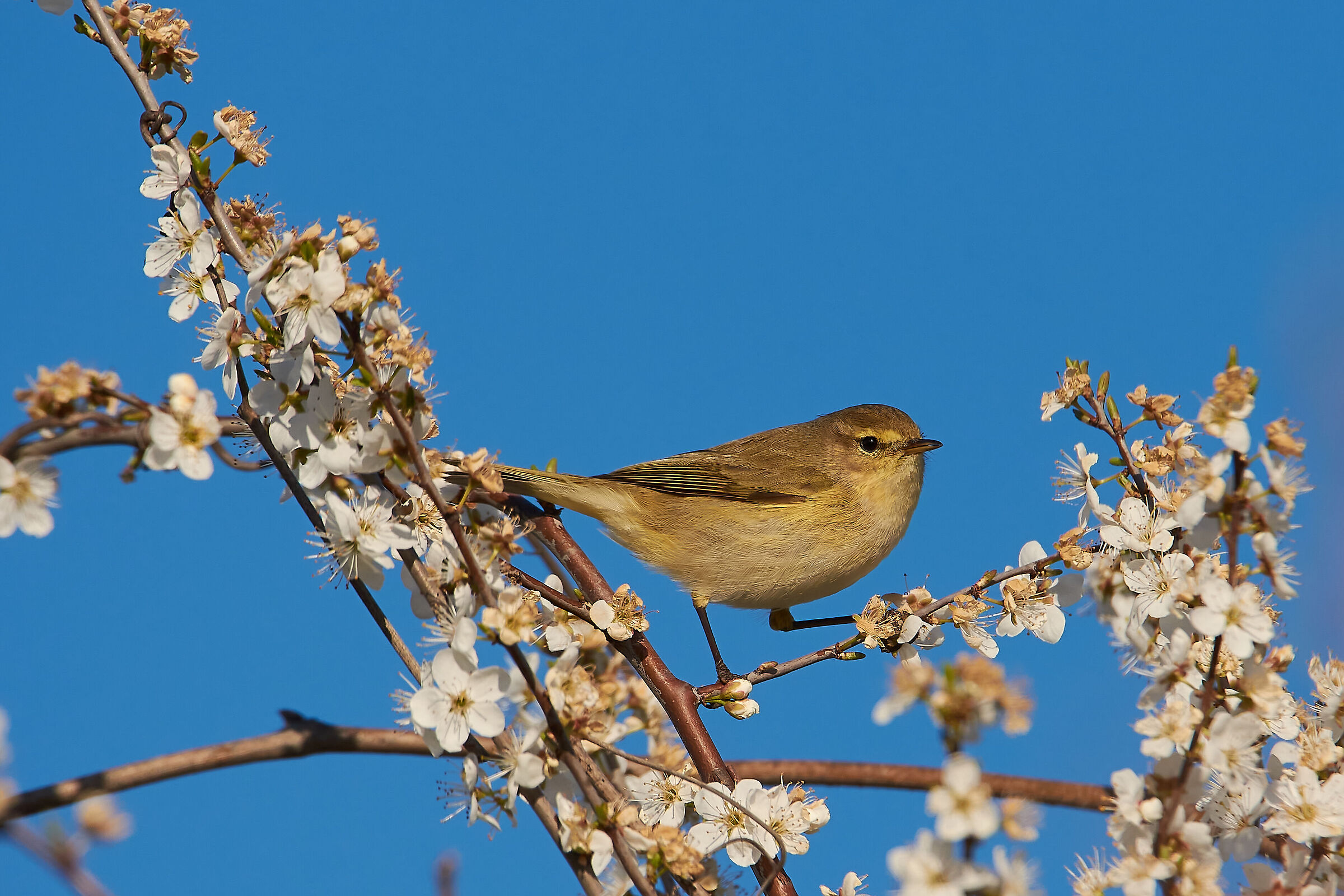 Il Luì e il Prugnolo