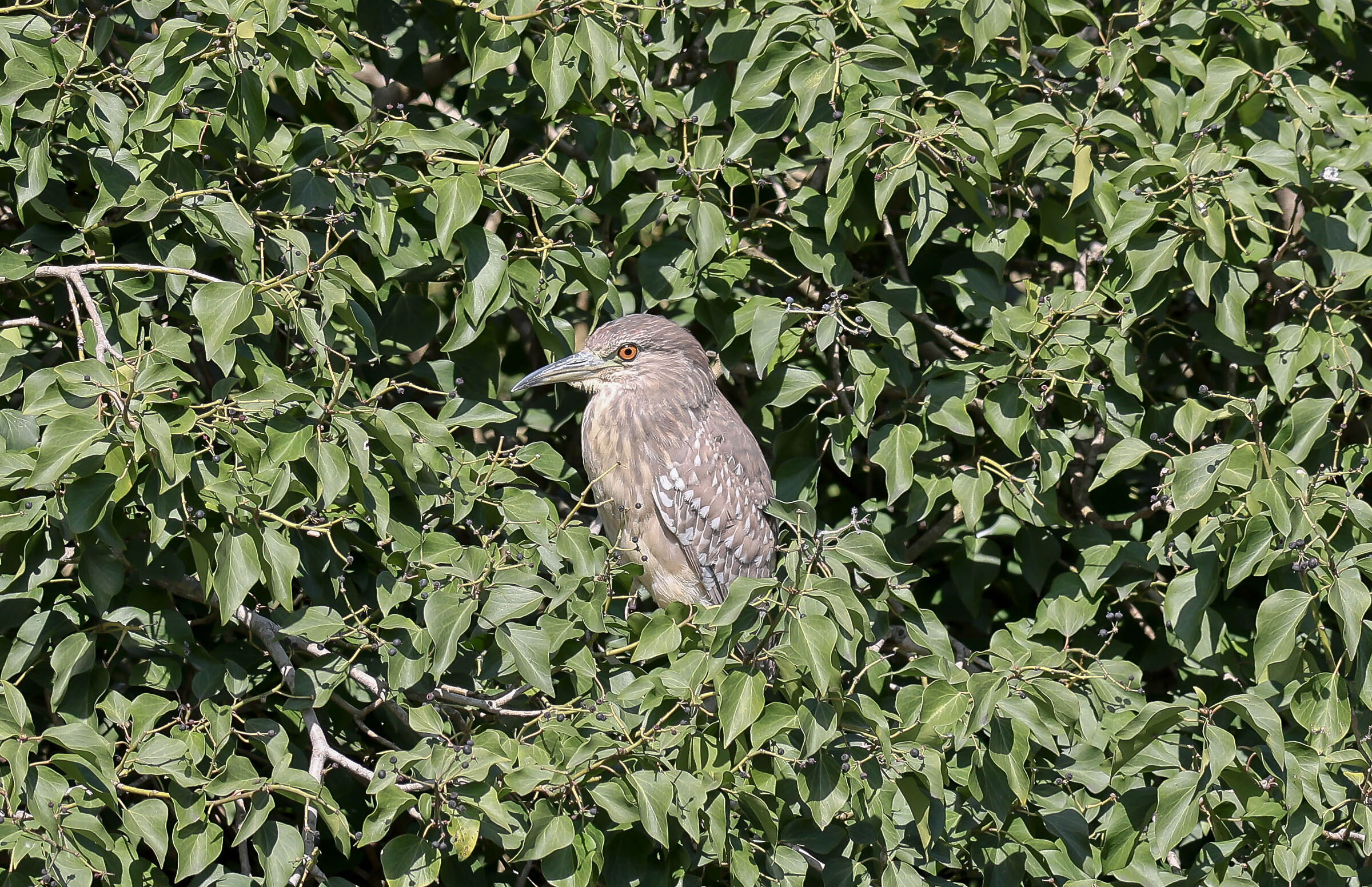 Niticora giovane con 400mm liscio