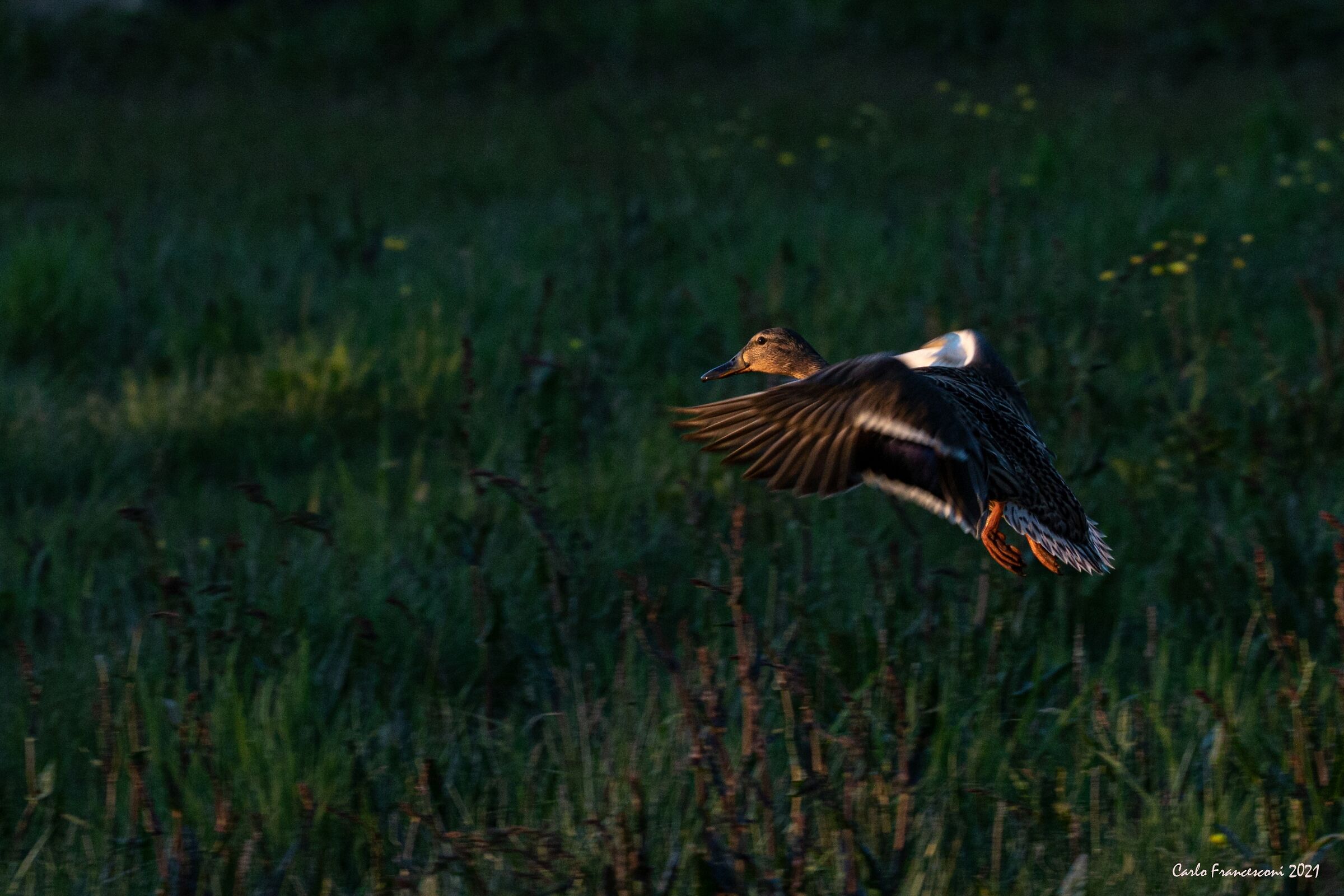 Un Germano davanti casa