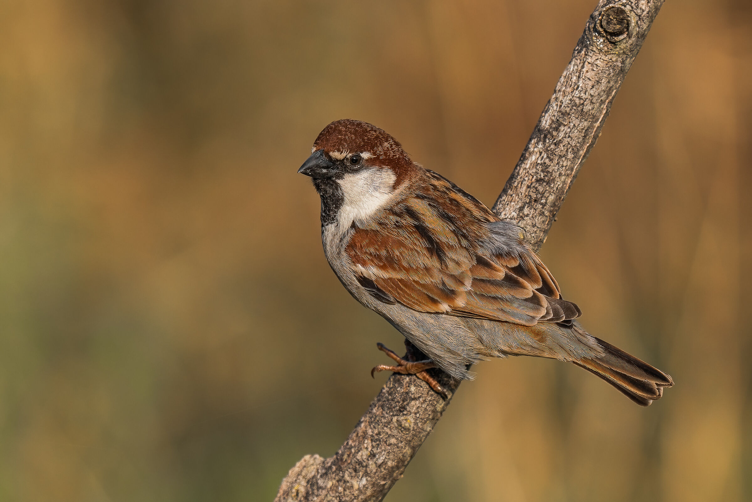 Italian sparrow