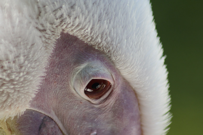 occhio di un pellicano pensieroso