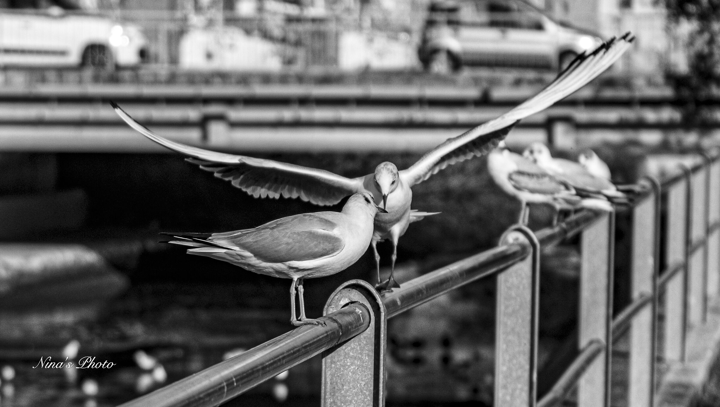 Untitled Photo