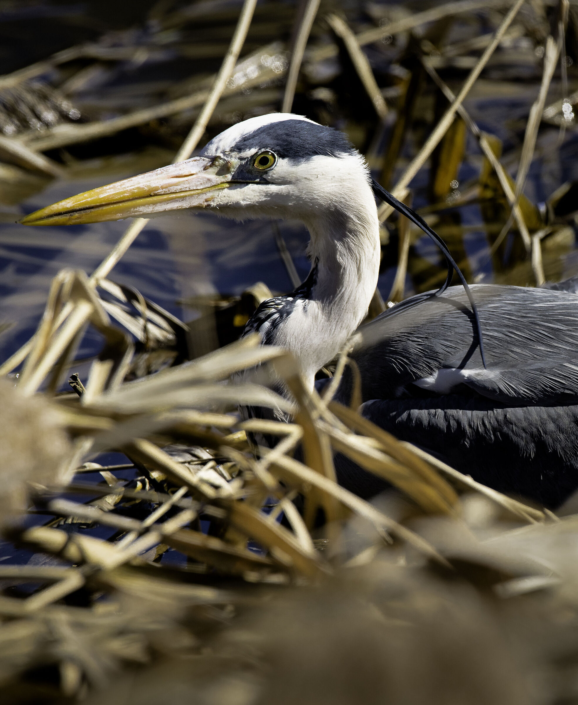 Heron