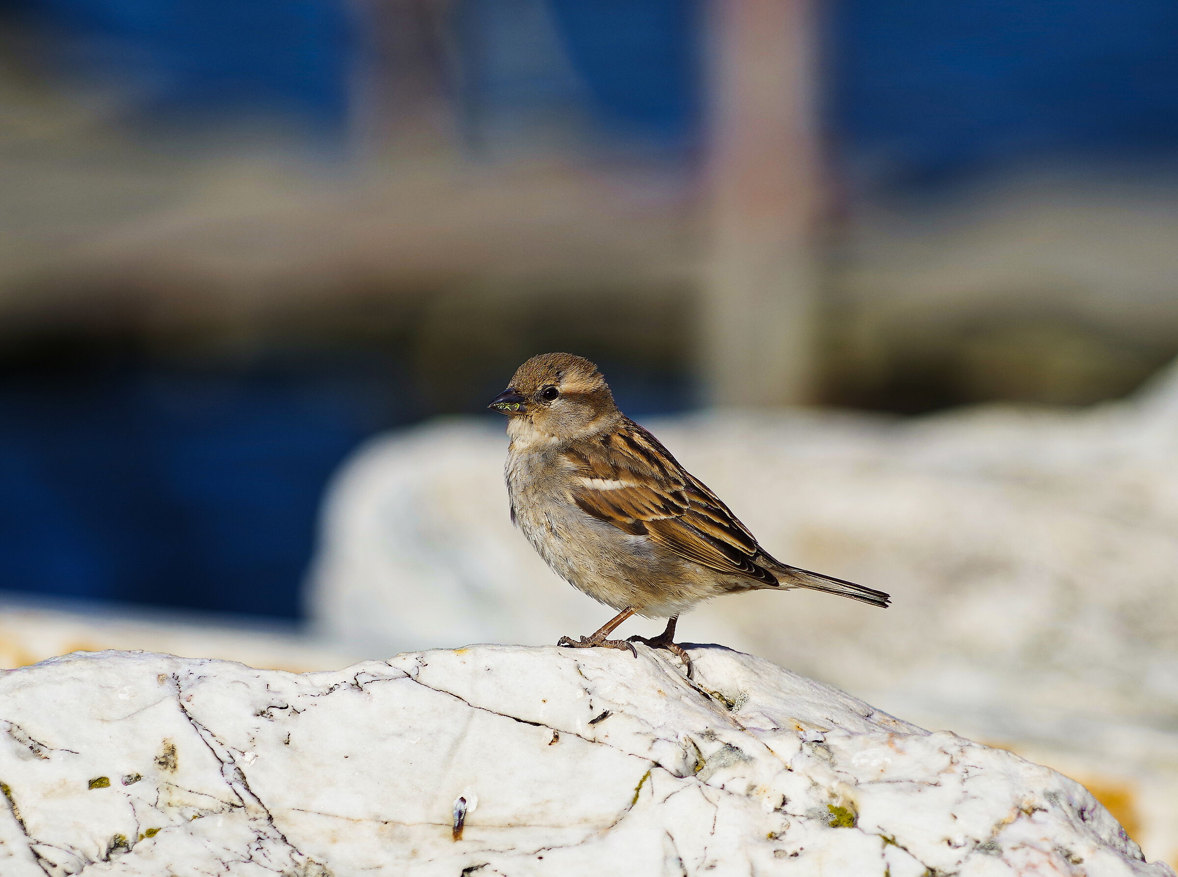 sparrow by the sea