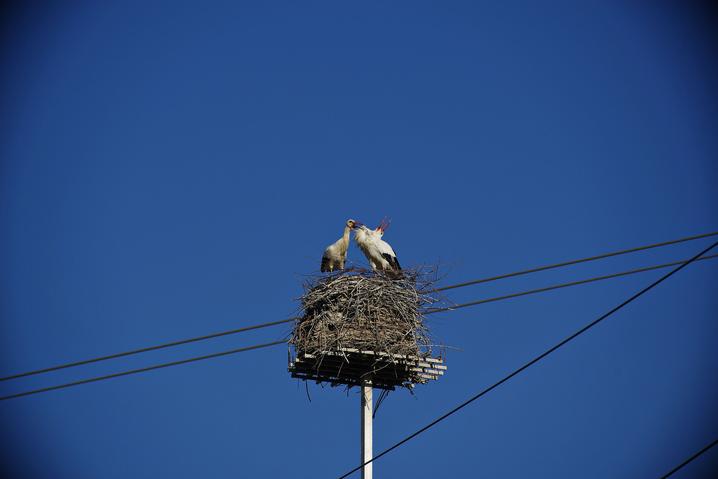 Storks