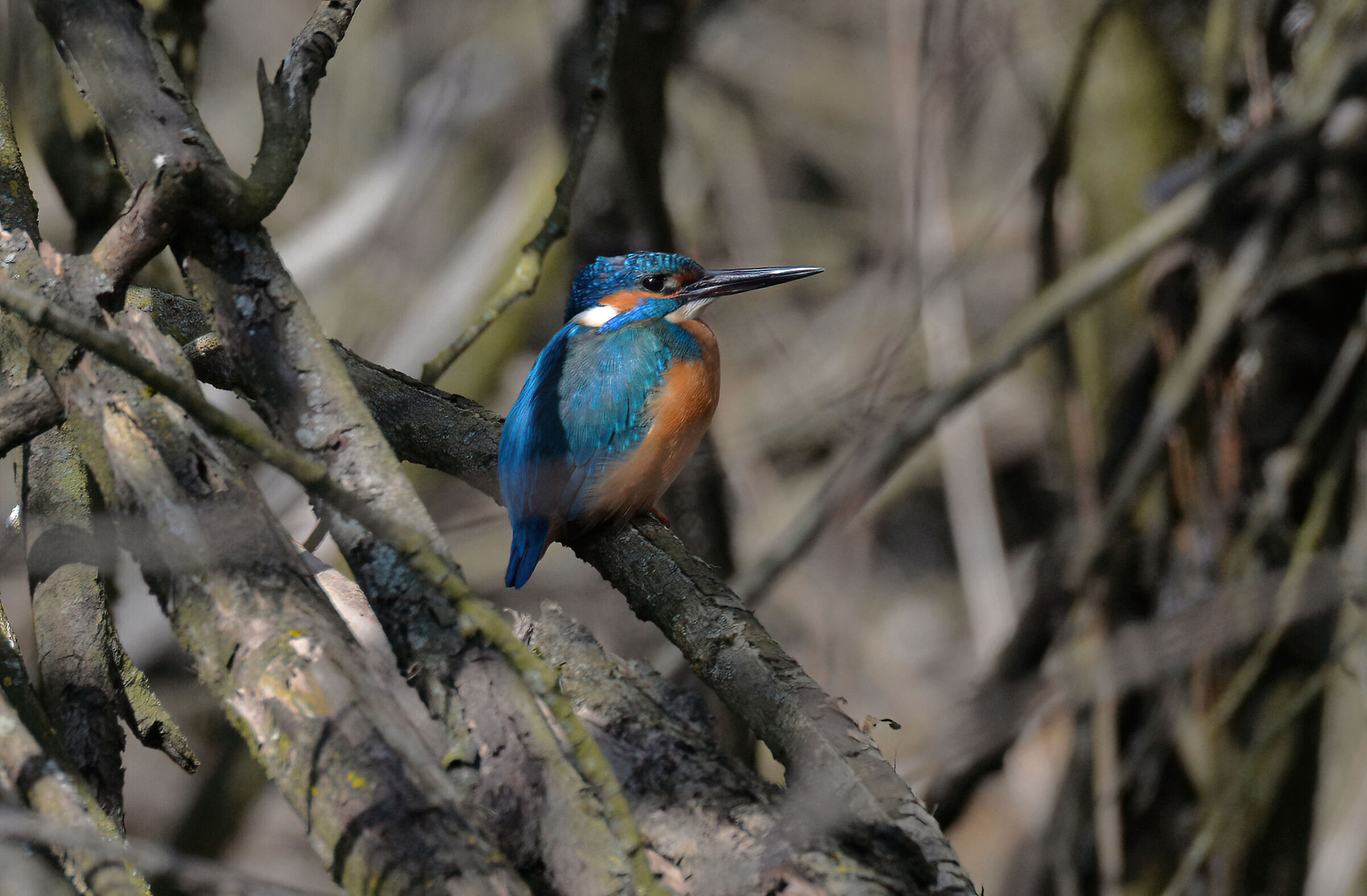 Kingfisher