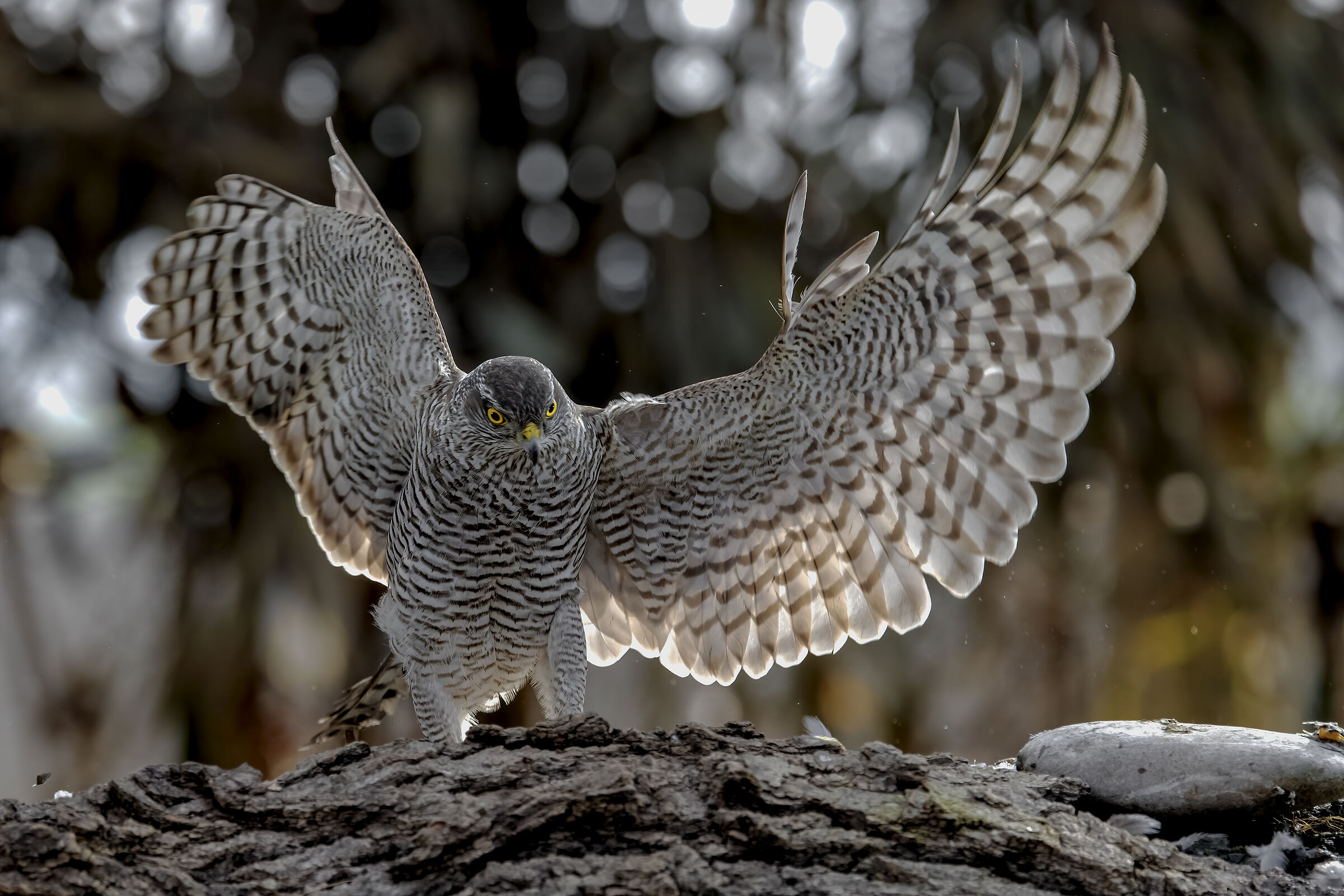 Accipiter nisus  (femmina)