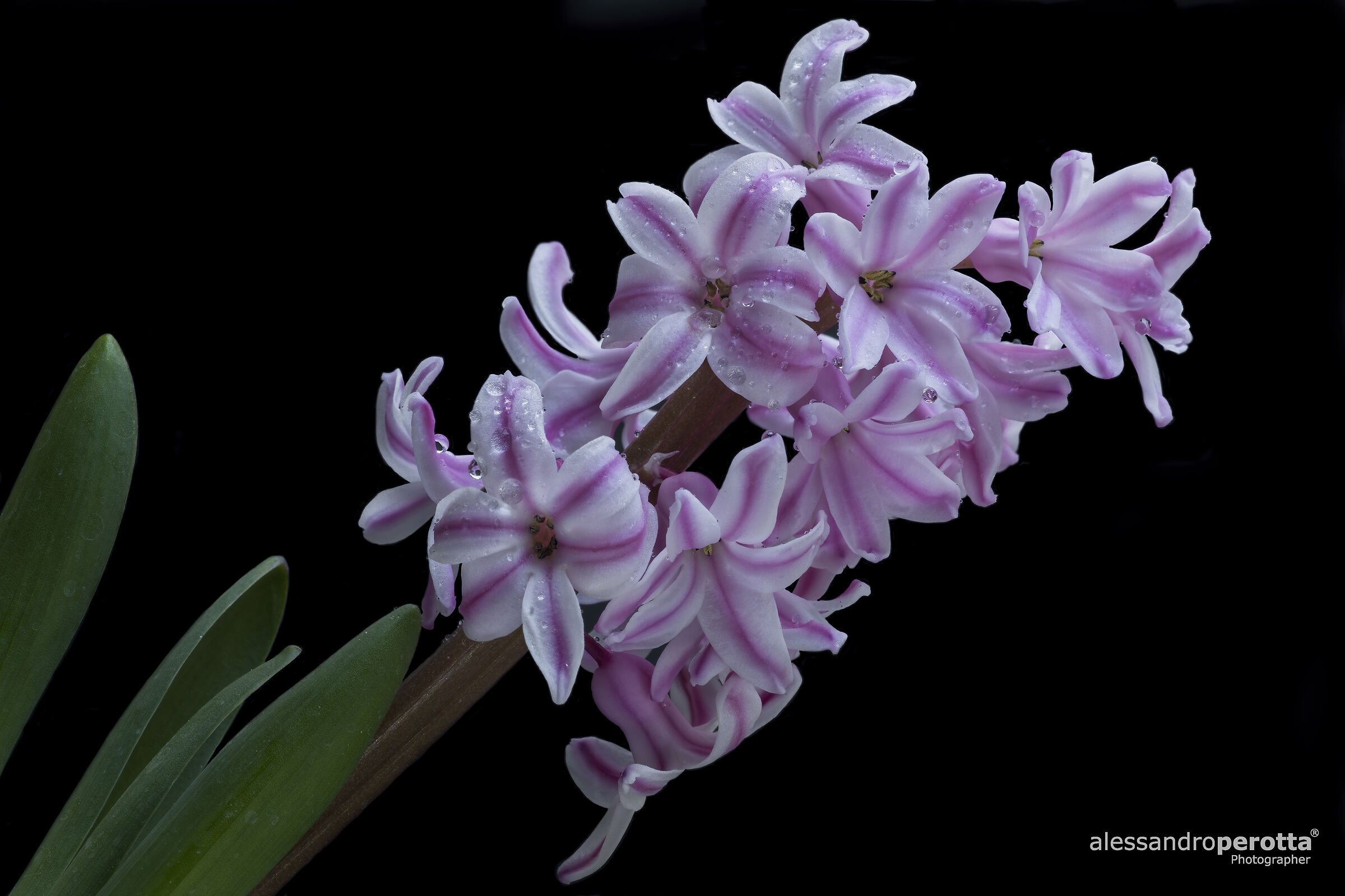Hyacinthus orientalis
