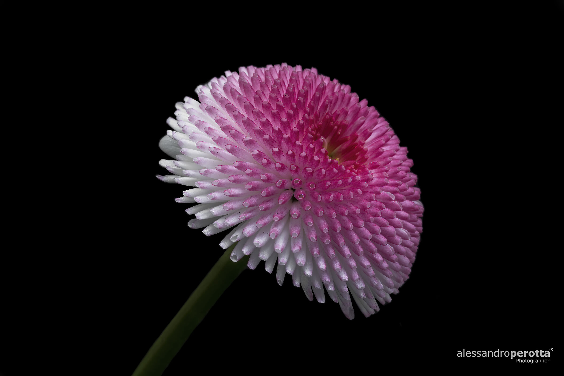 Bellis perennis
