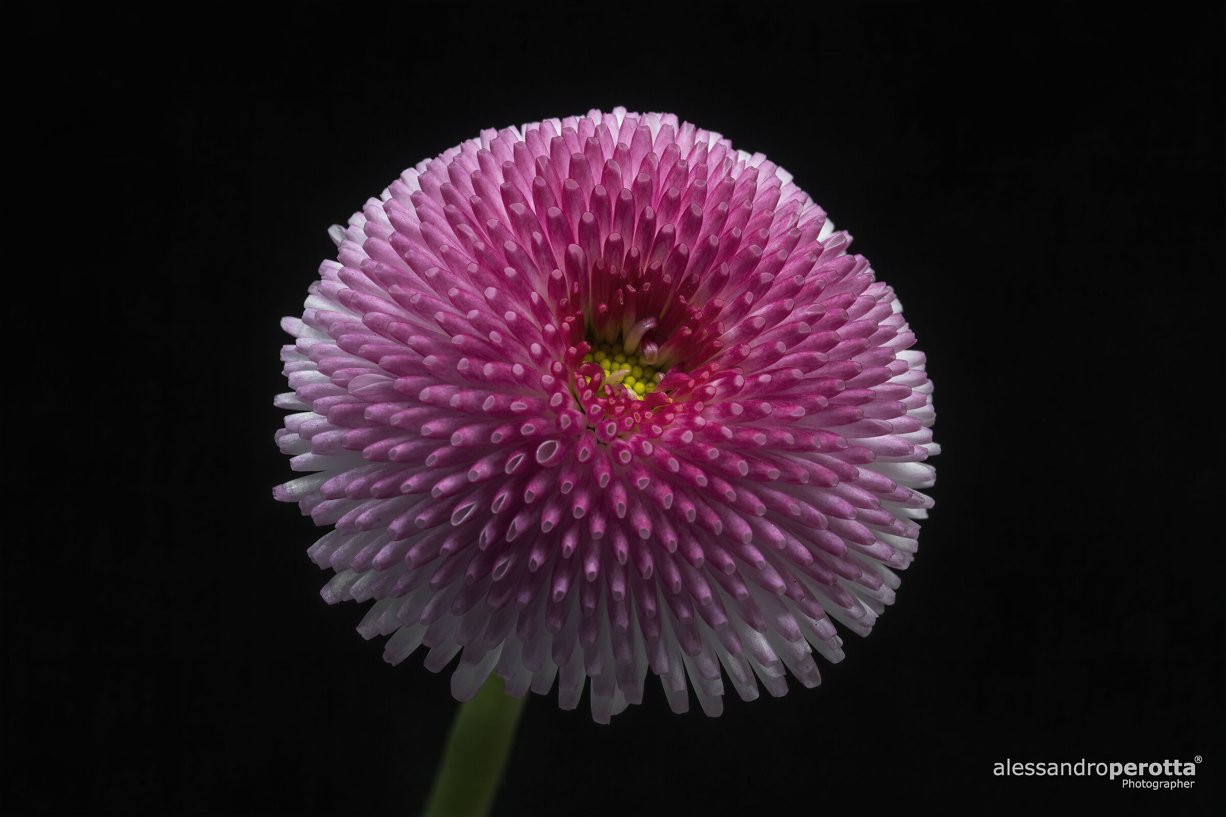 Perennis's bellis