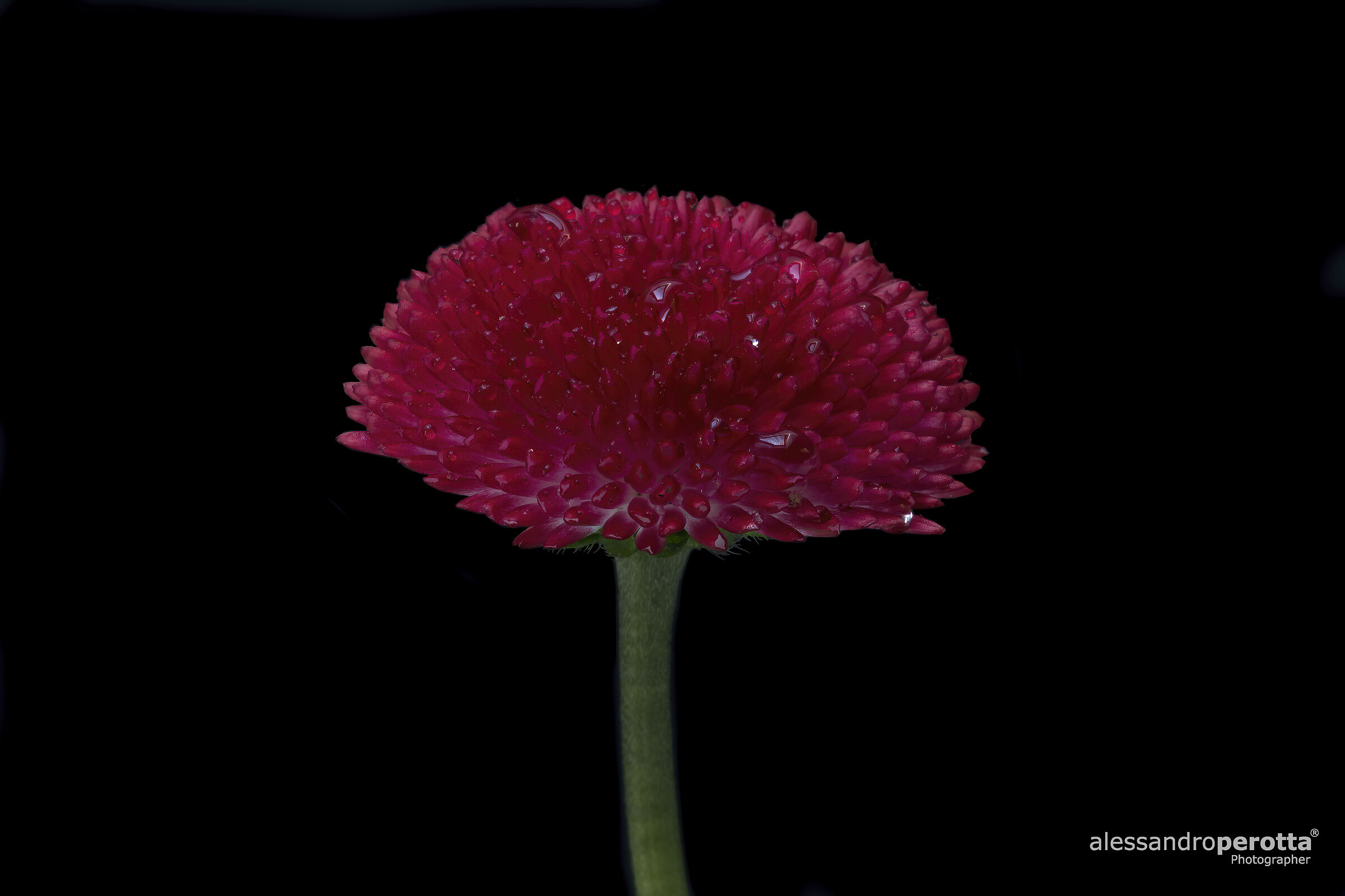 Bellis perennis