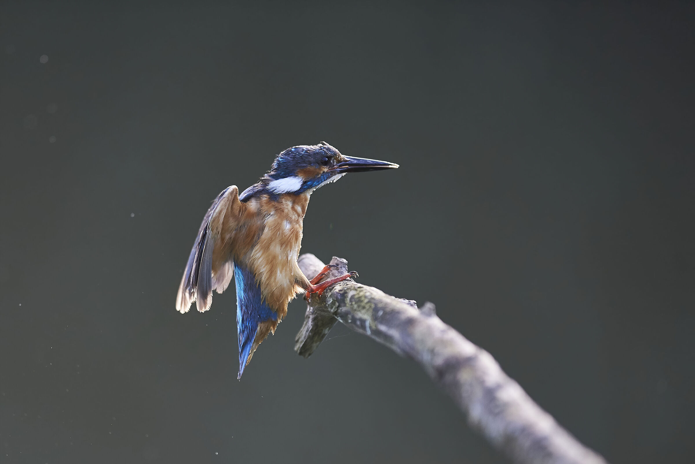 Kingfisher returns without prey