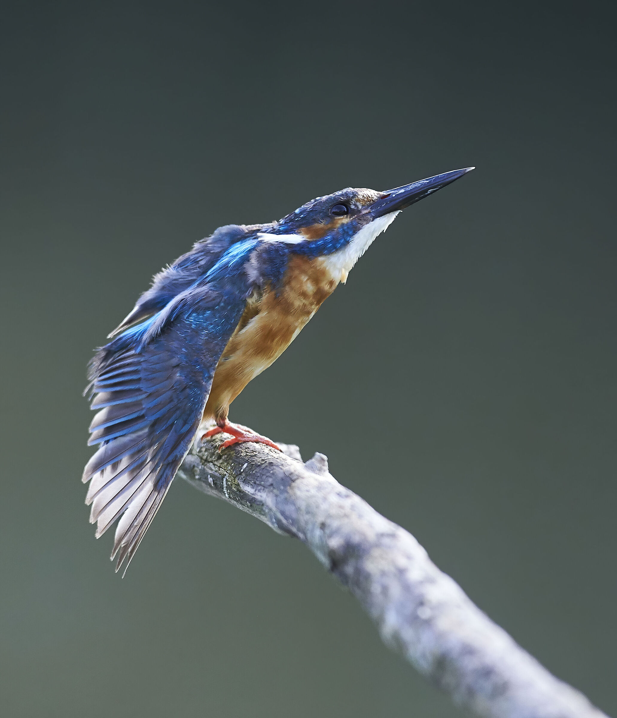 Kingfisher