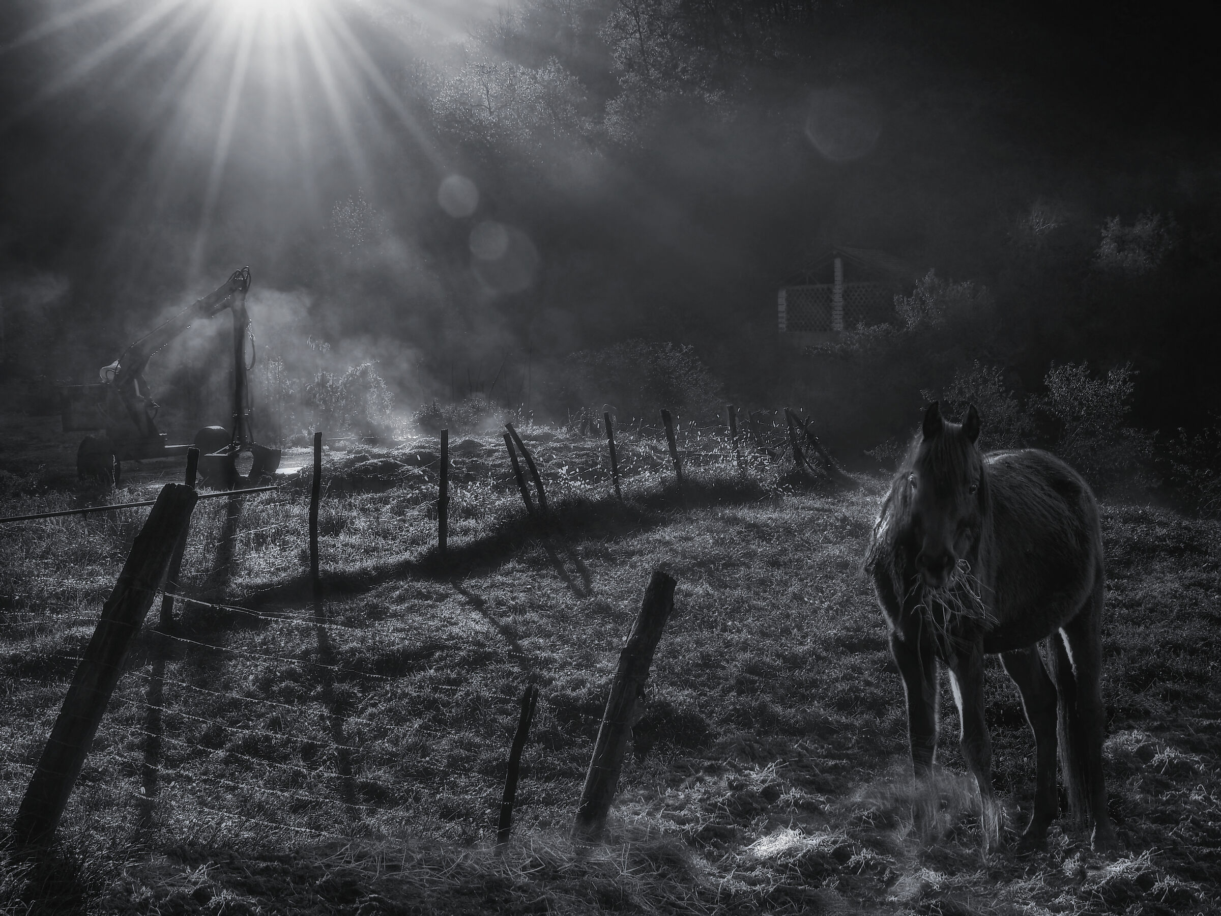 Horses in... Steam!