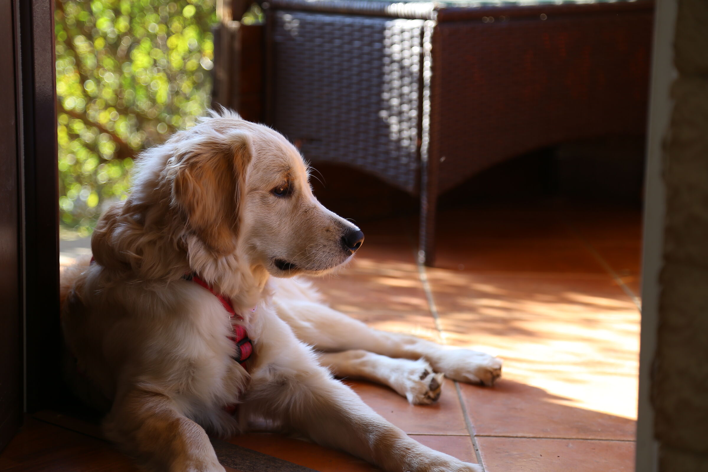 Melody #4, la regina della casa