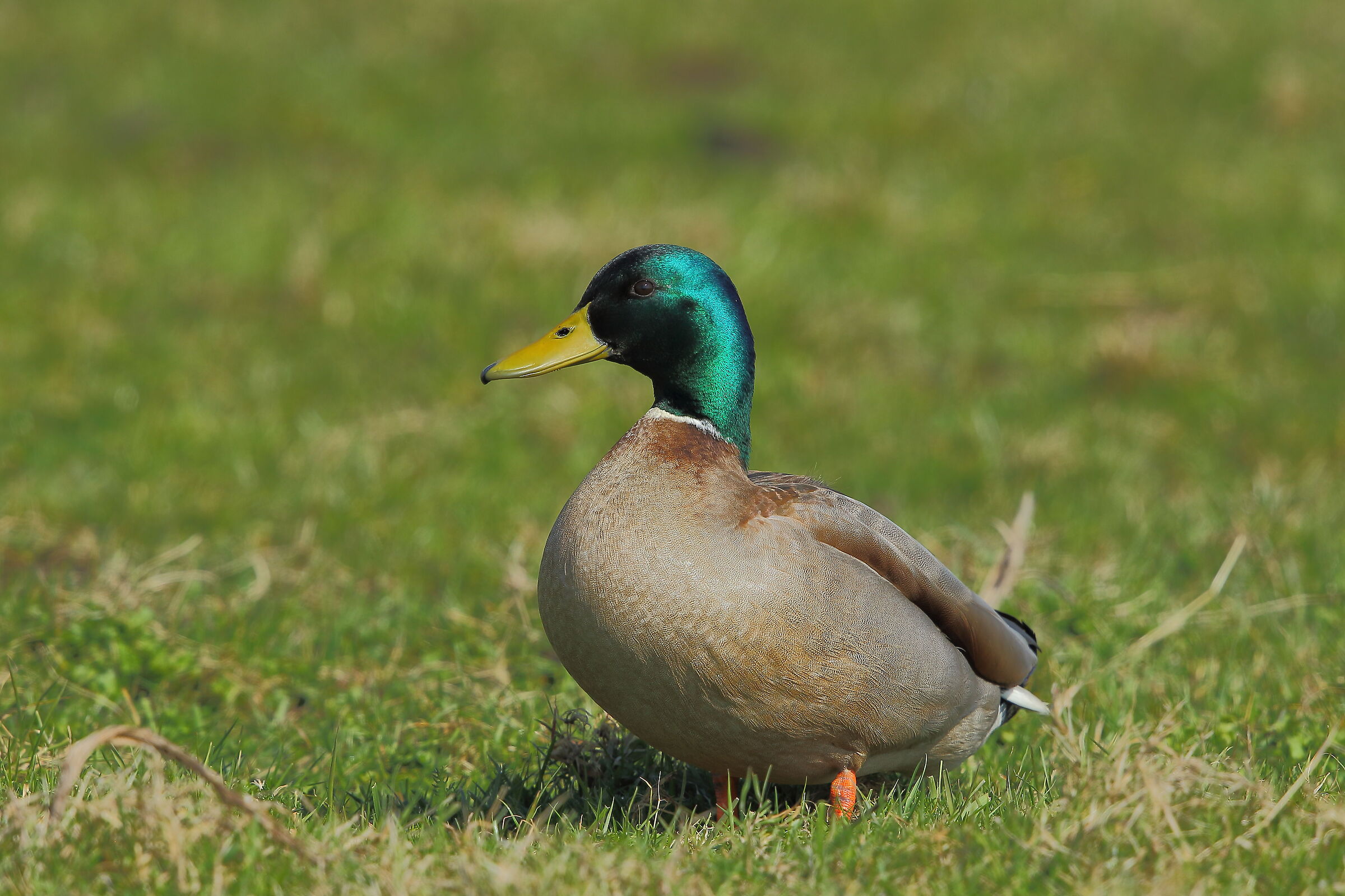 Mallard