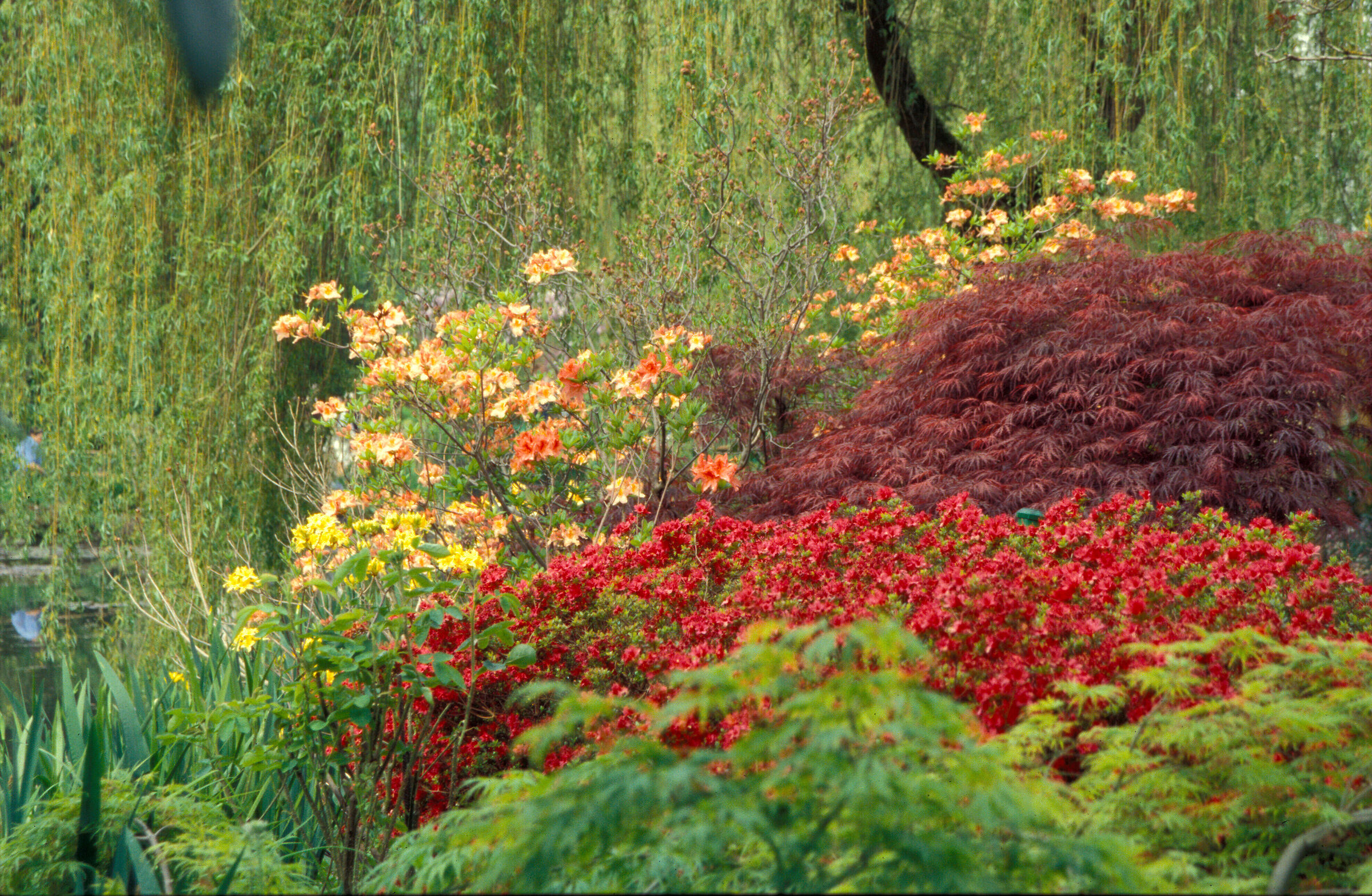 Giardino di Monet - Giverny