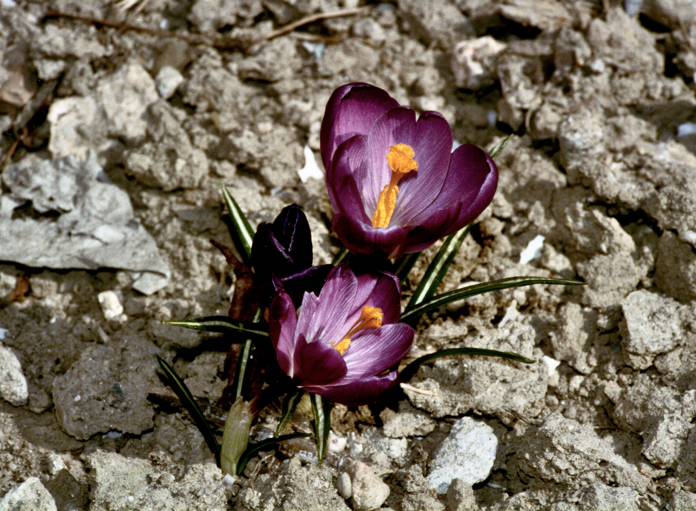 Crocus