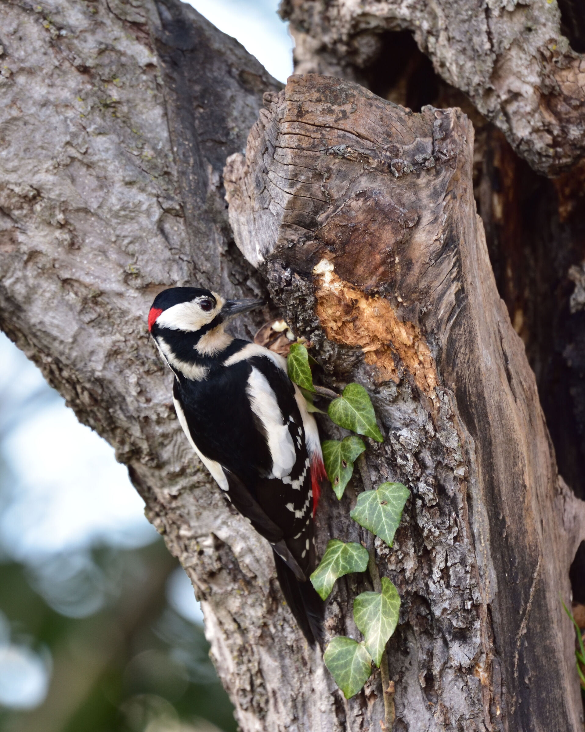 red woodpecker higher profile