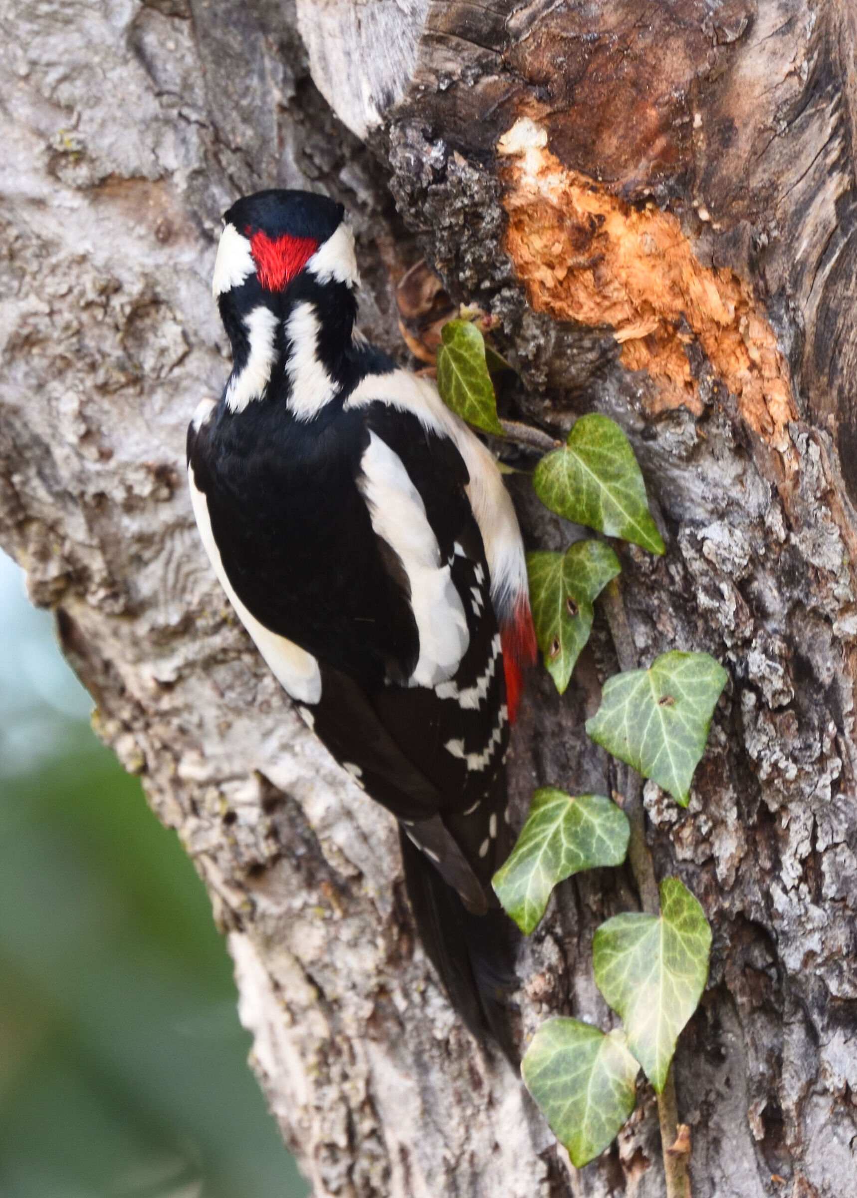 red woodpecker greater back