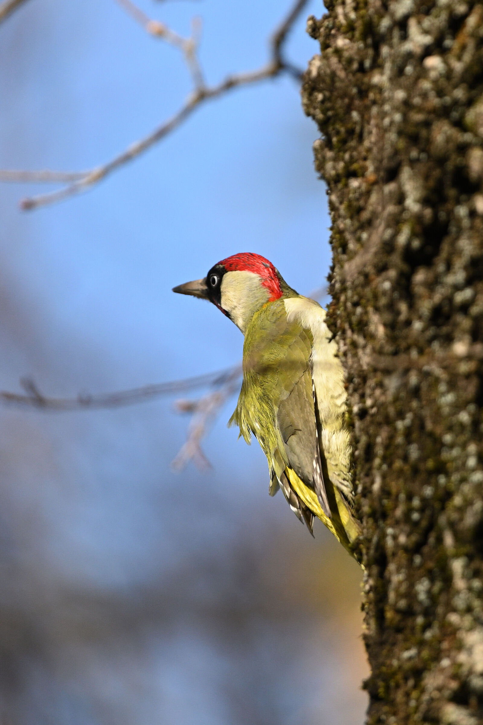 green woodpecker