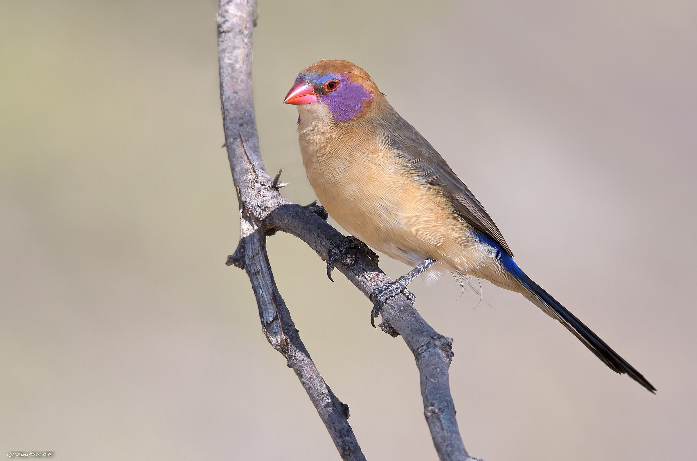 Purple Cheeks Garnet (Uraeginthus granatinus) Female
