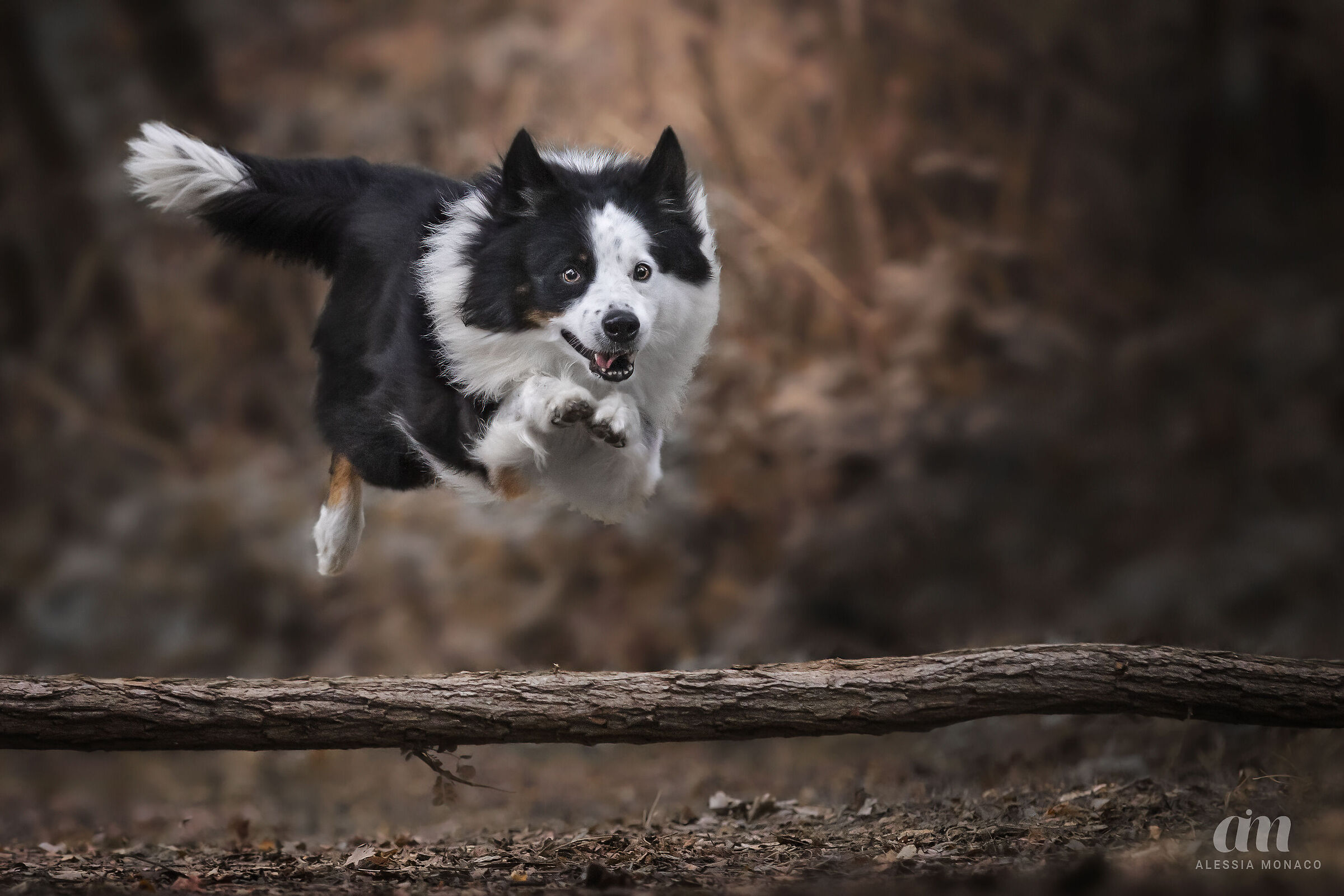 Dog in action: una zampetta fuori posto