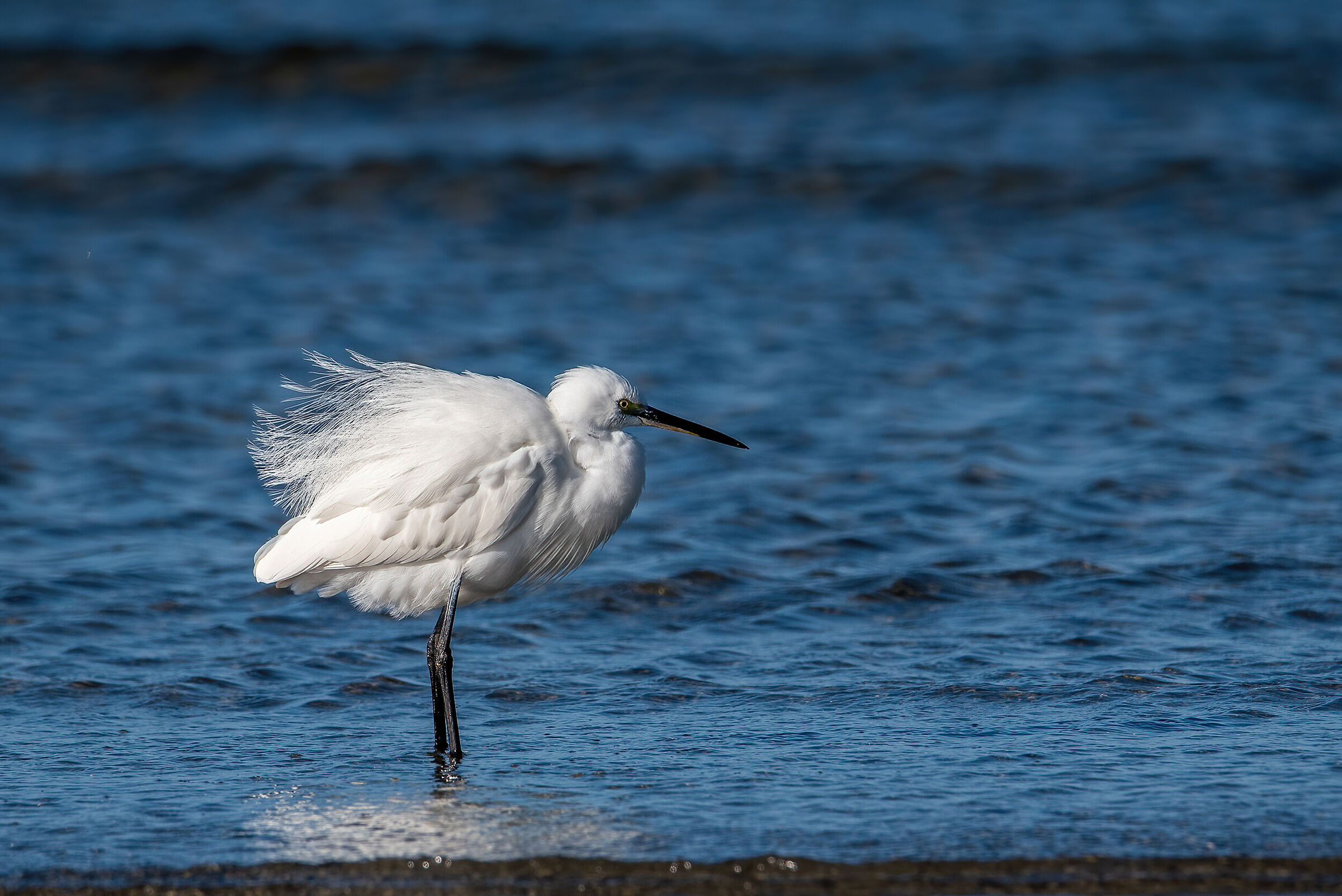 Egret