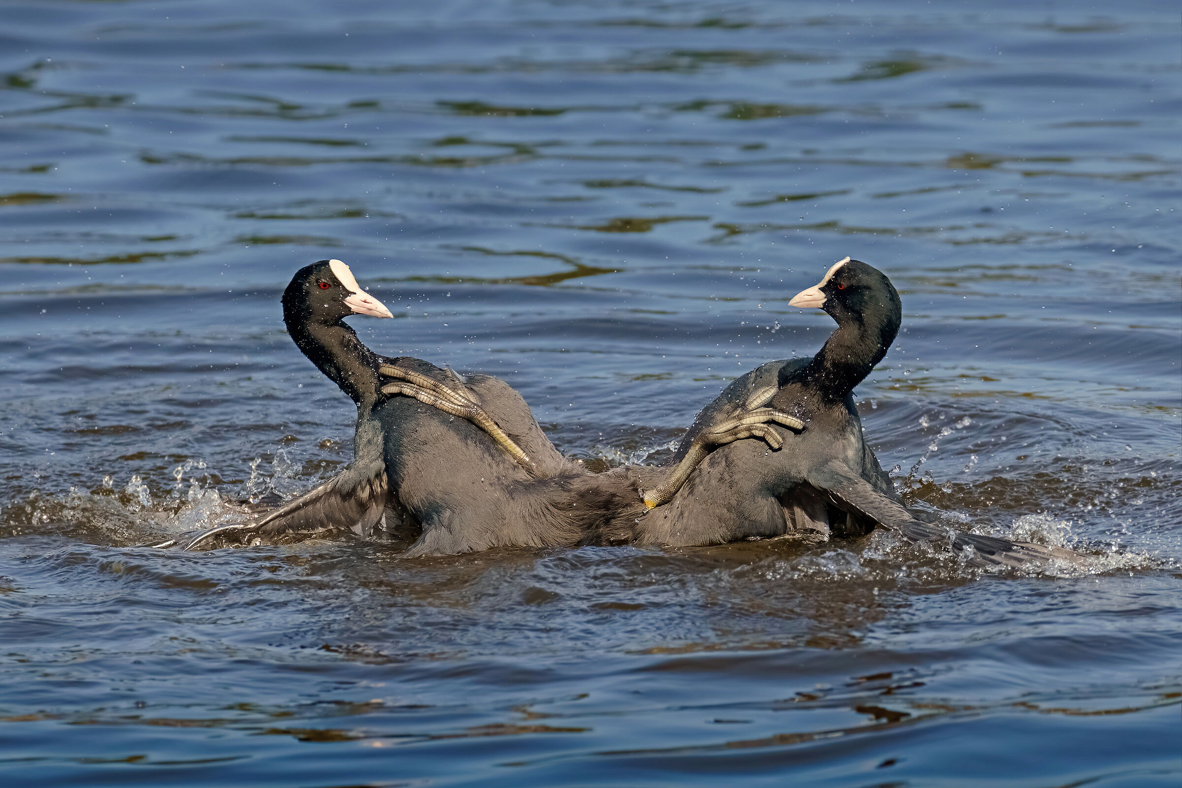 Eterna lotta tra le Folaghe