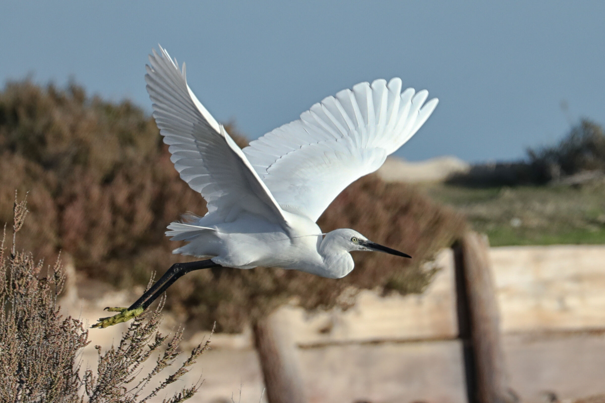 Egret in flight