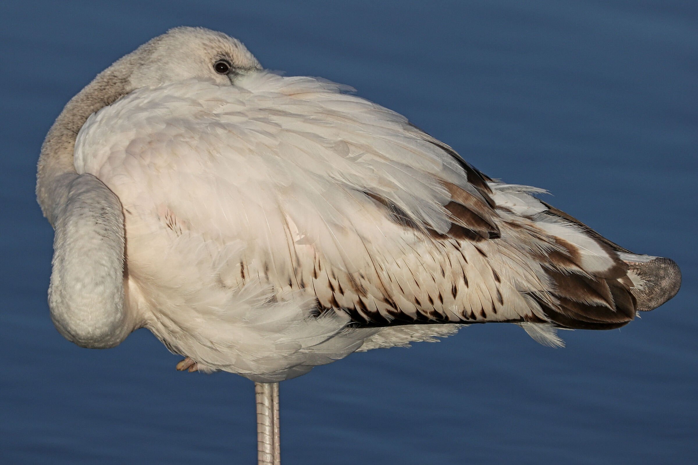 Flamingo in relaxation