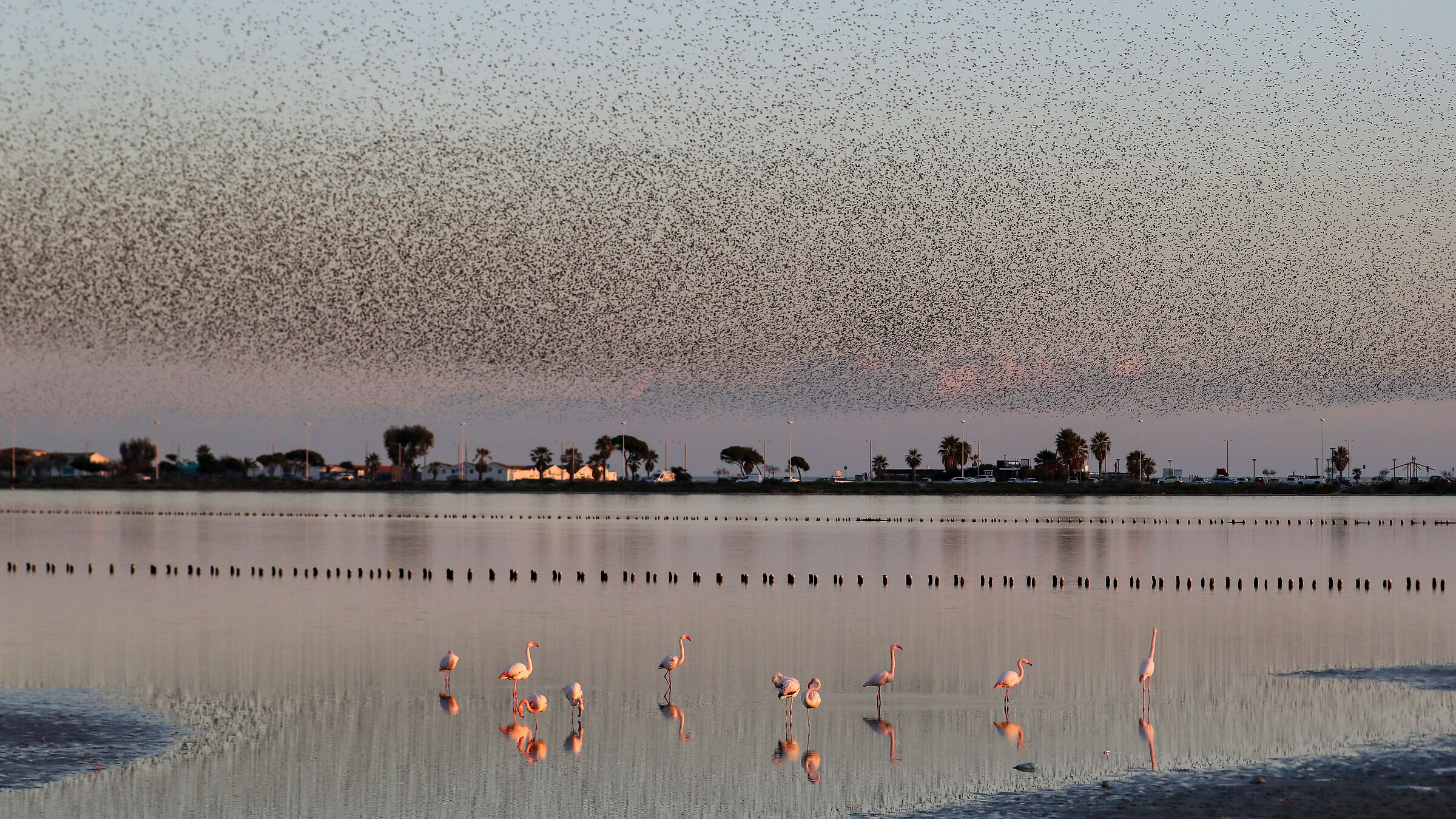 Starlings on the pond