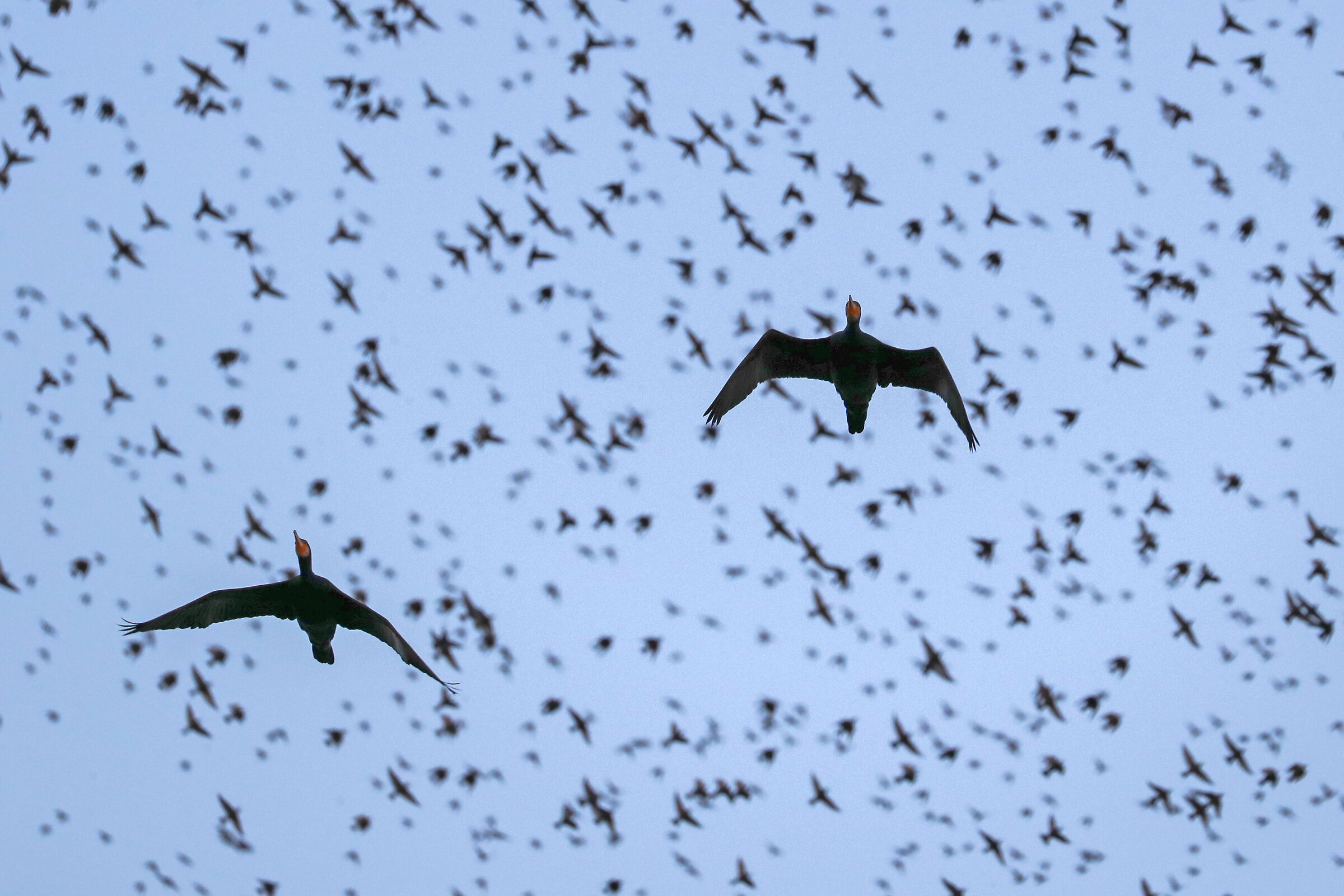 Cormorants on the Run