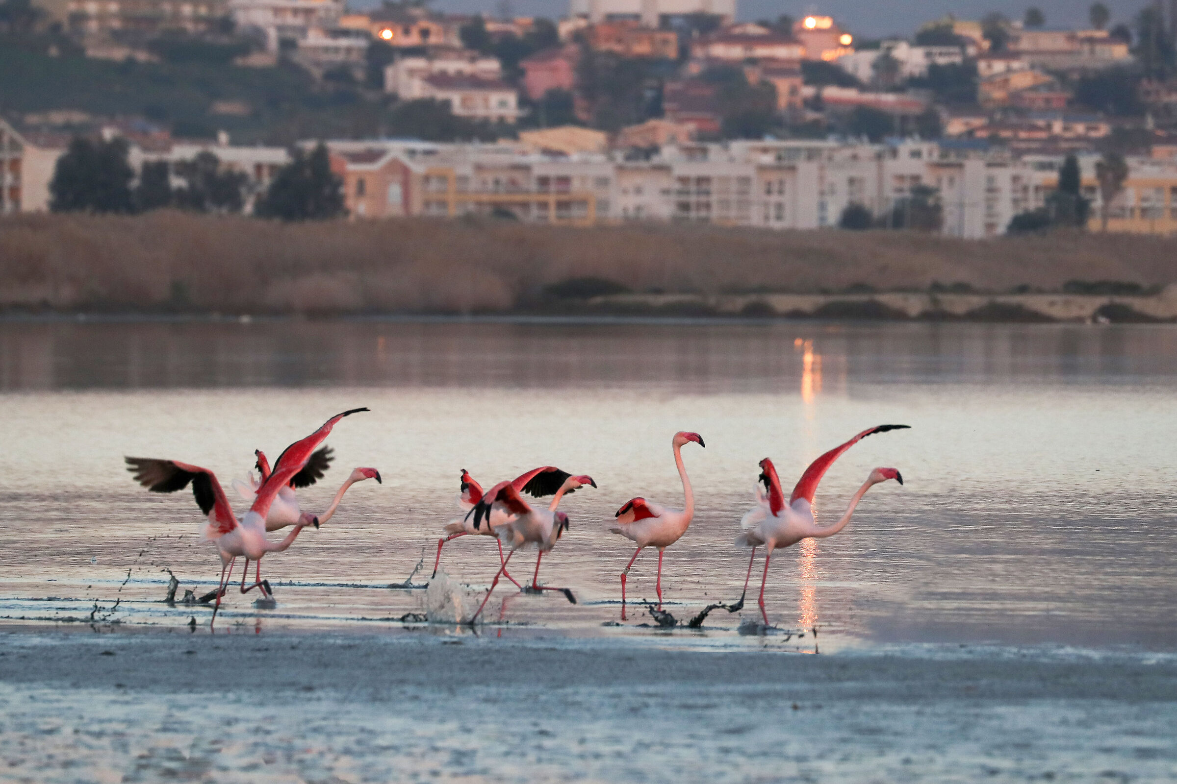Flamingos take off