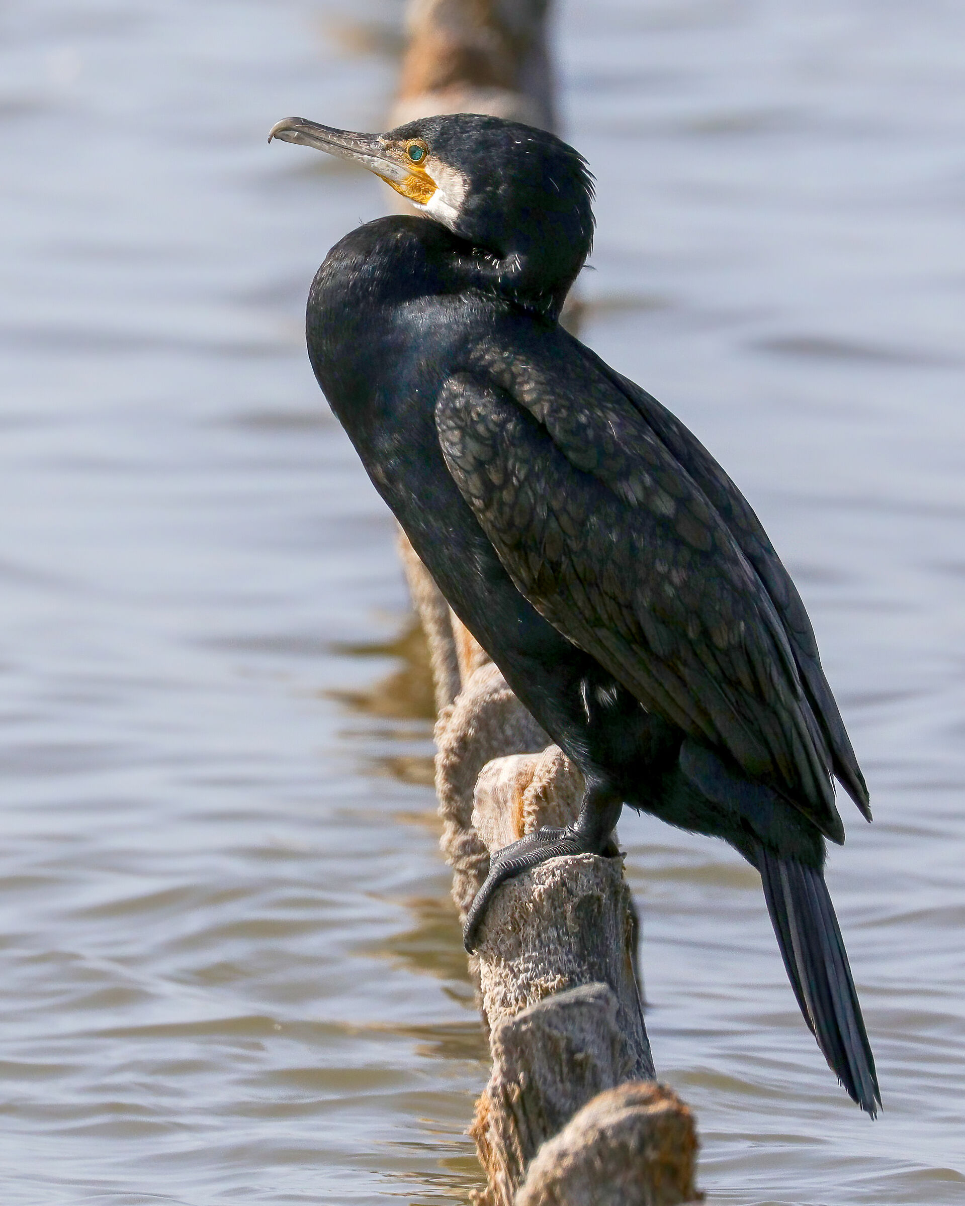 Cormorant