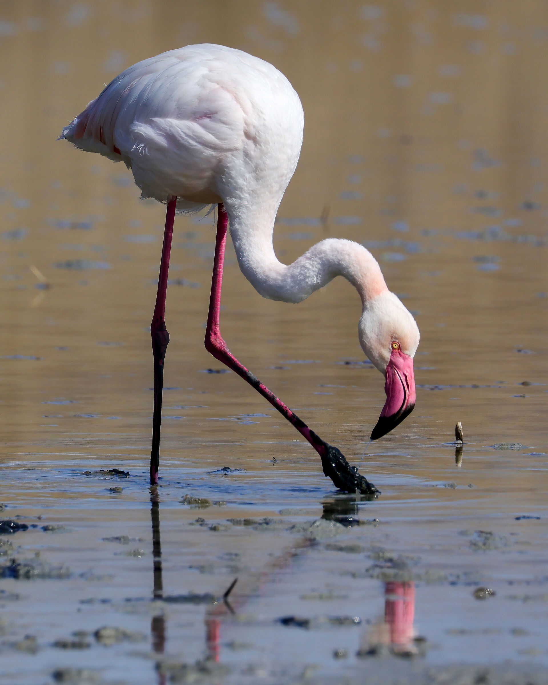 Pink flamingo