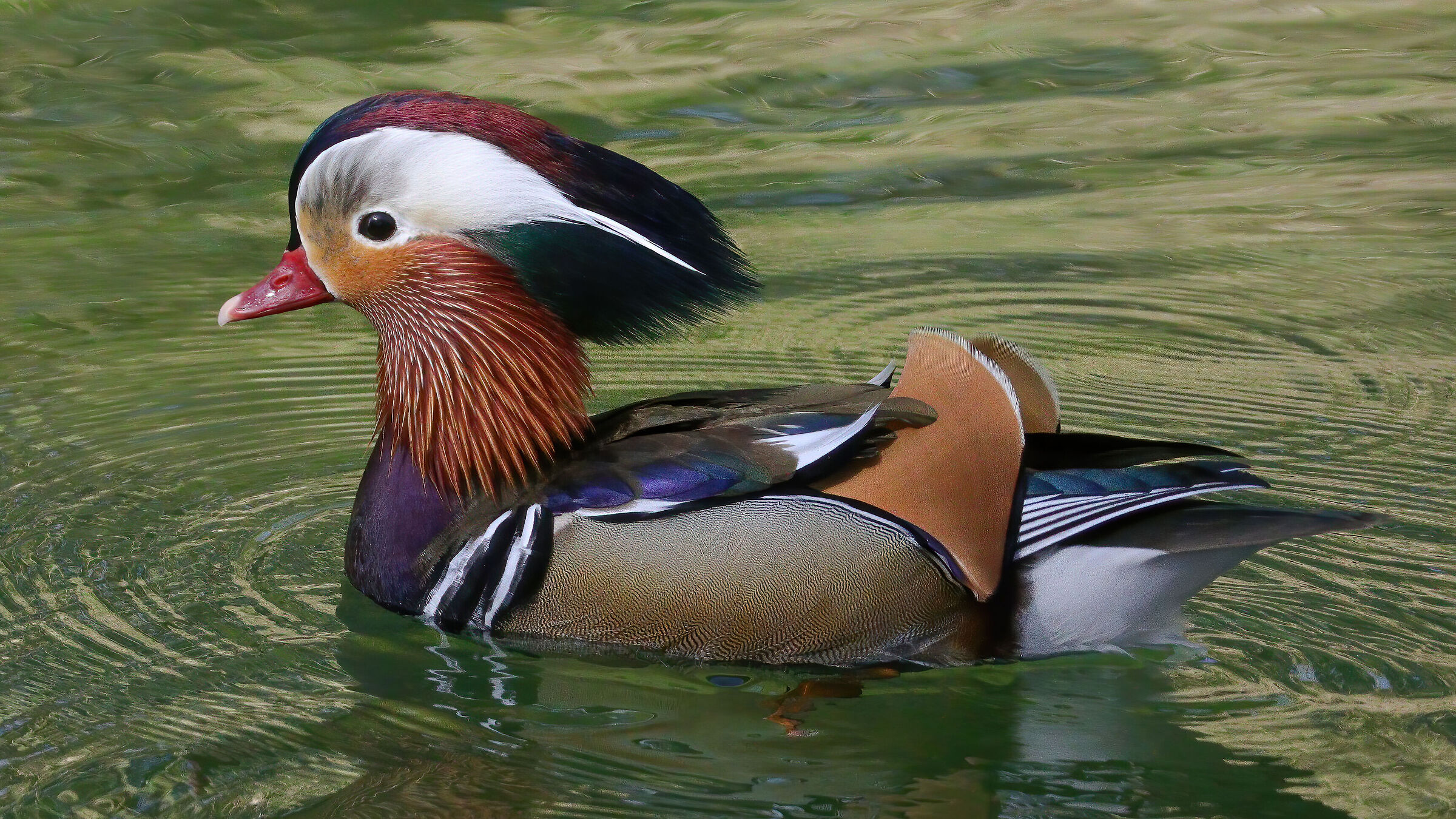 Mandarin duck