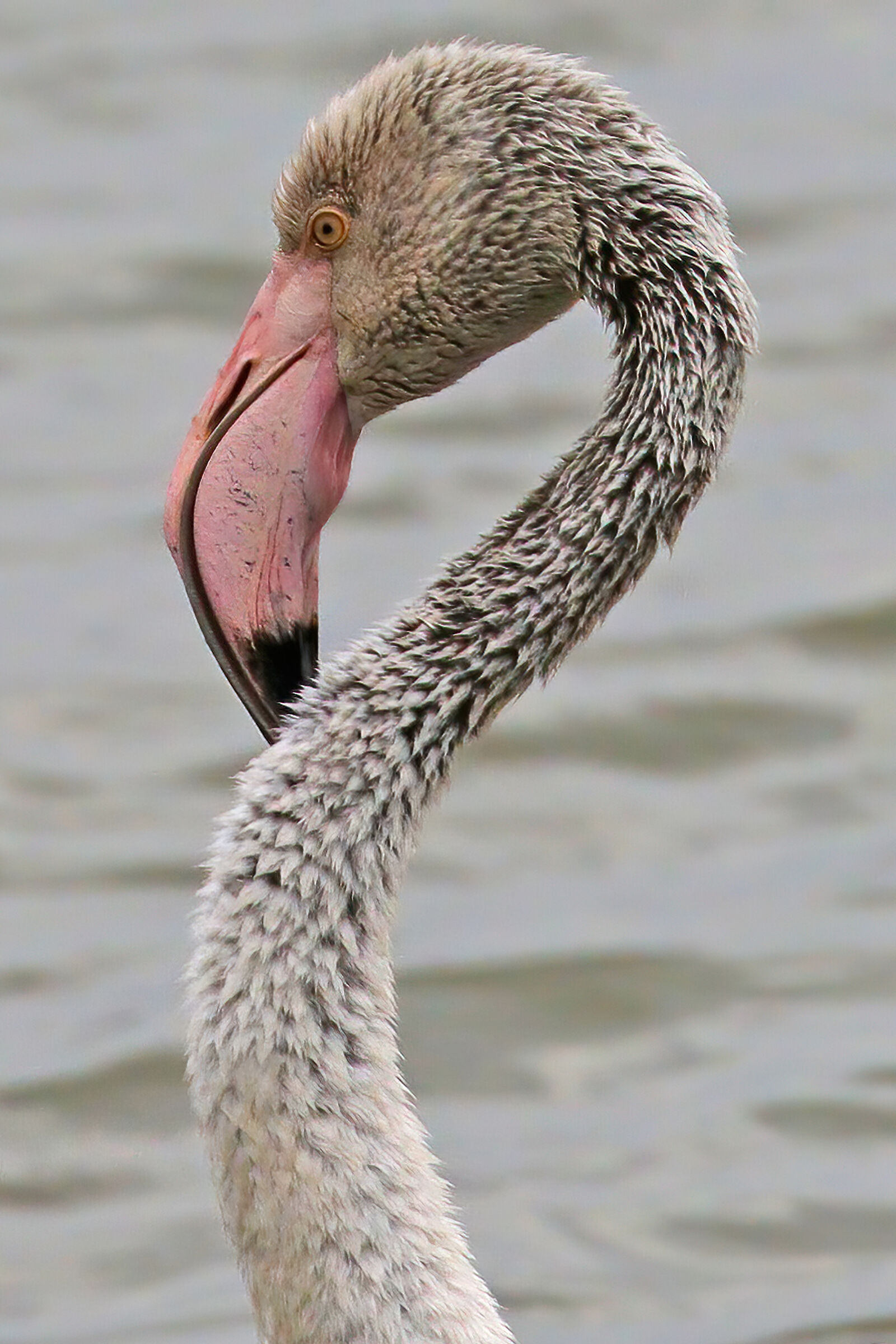 Flamingo profile