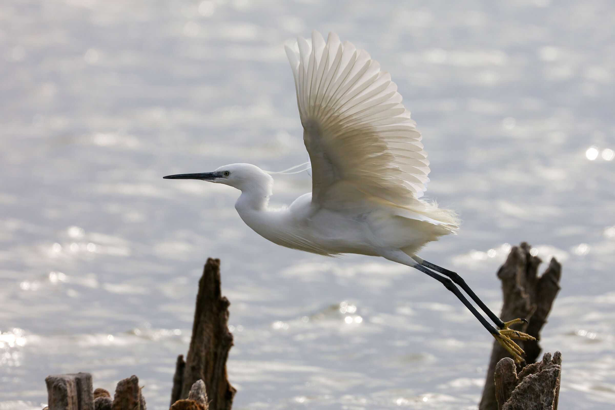 Egret