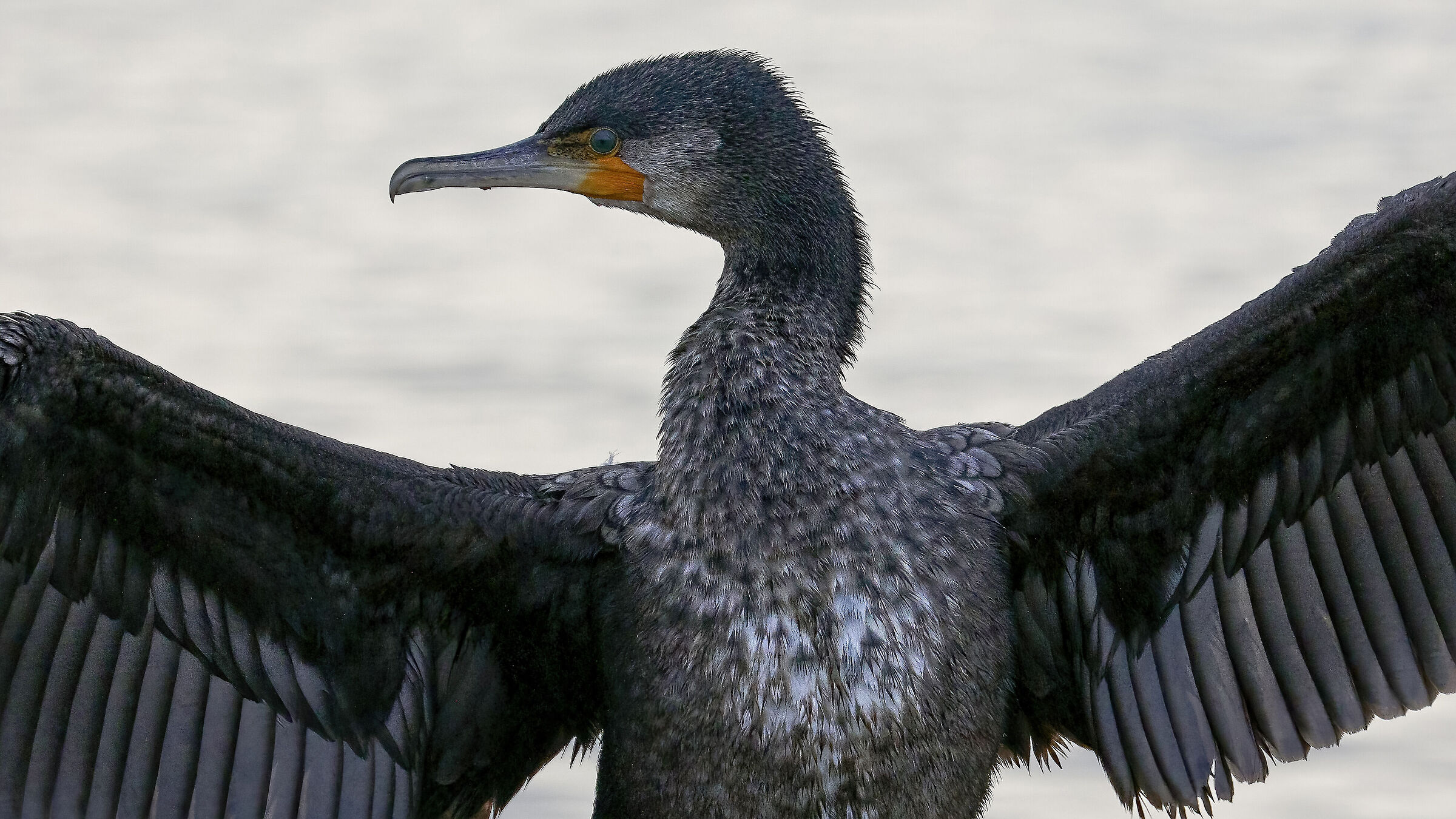 Cormorant