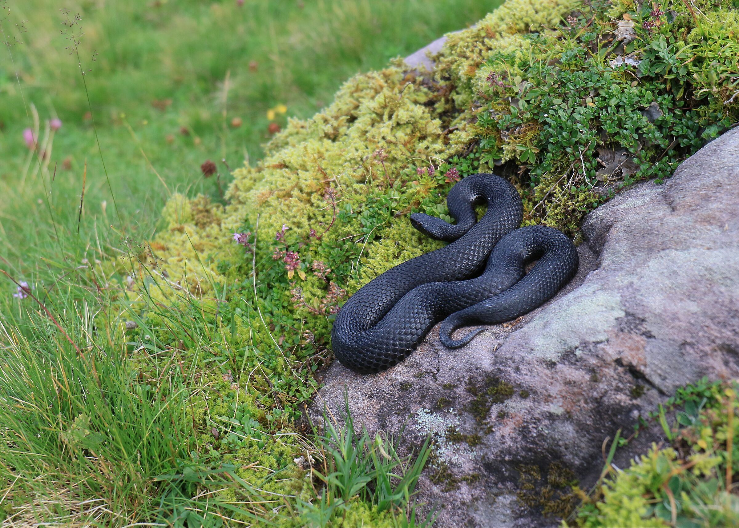 Vipera berus ssp. berus, femmina