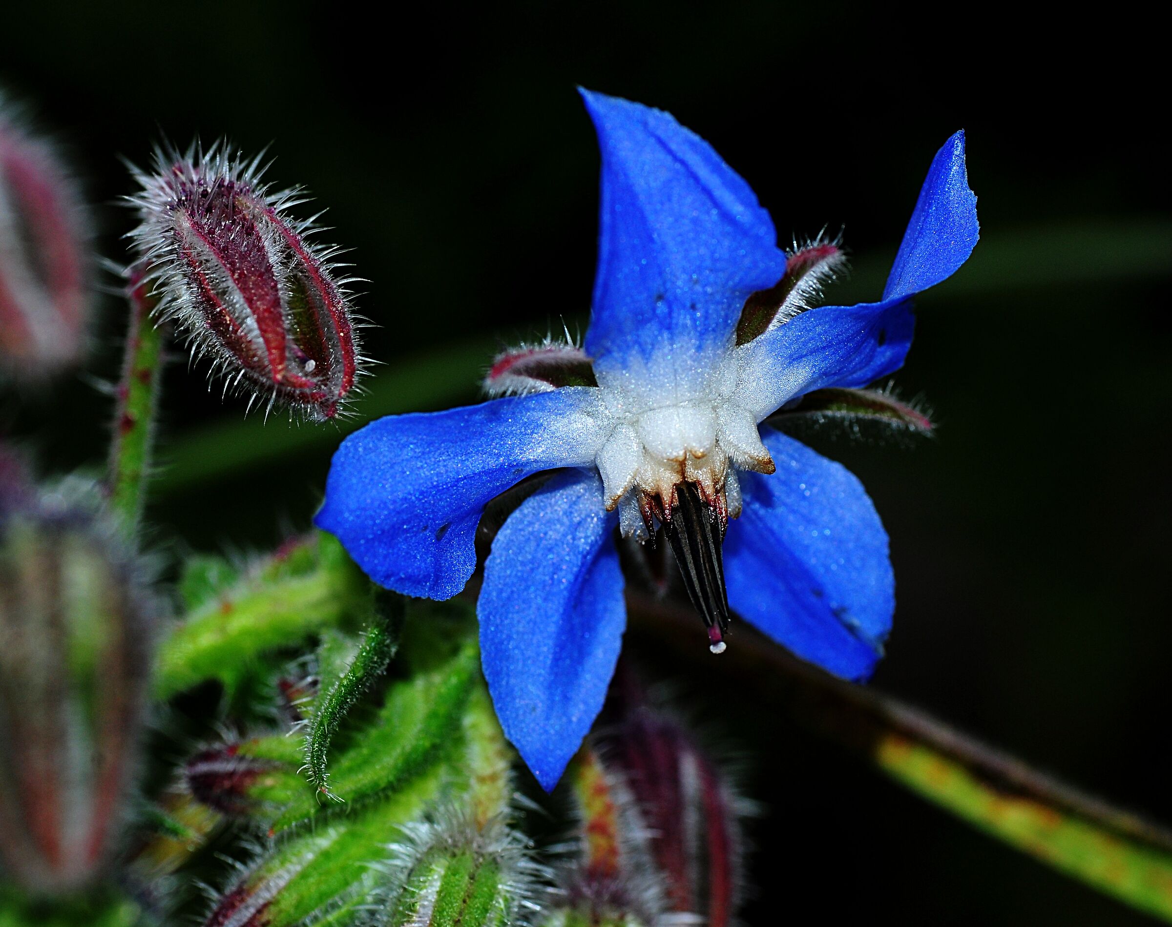 La prova della borragine